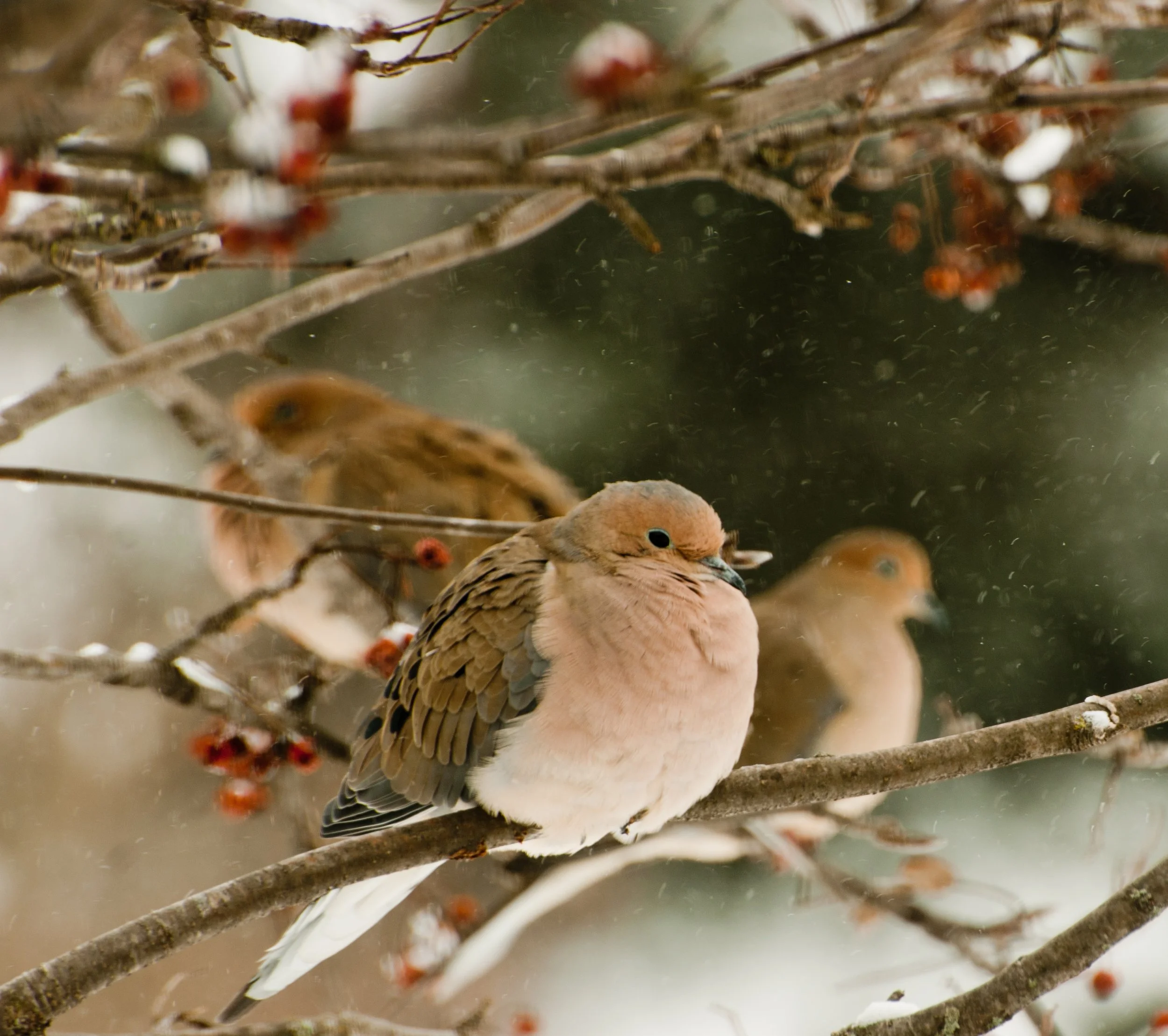 Mourning Doves Bunkered Down