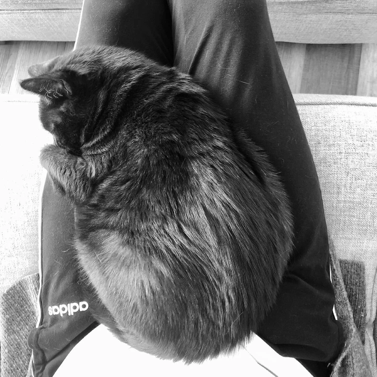 Snoozing and snoring kitty cat... love