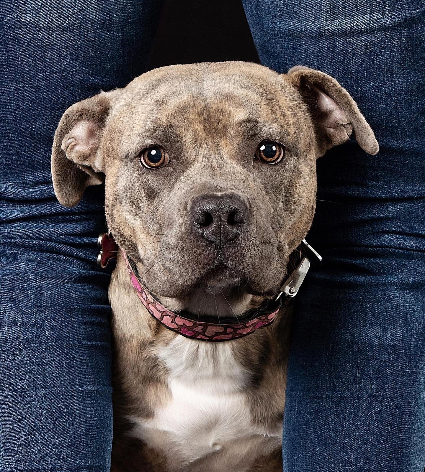 Pitbulls are so misunderstood, as they&rsquo;re beautiful, caring, loving puppies #puppy #pitbull #rescuedog  #dogmom