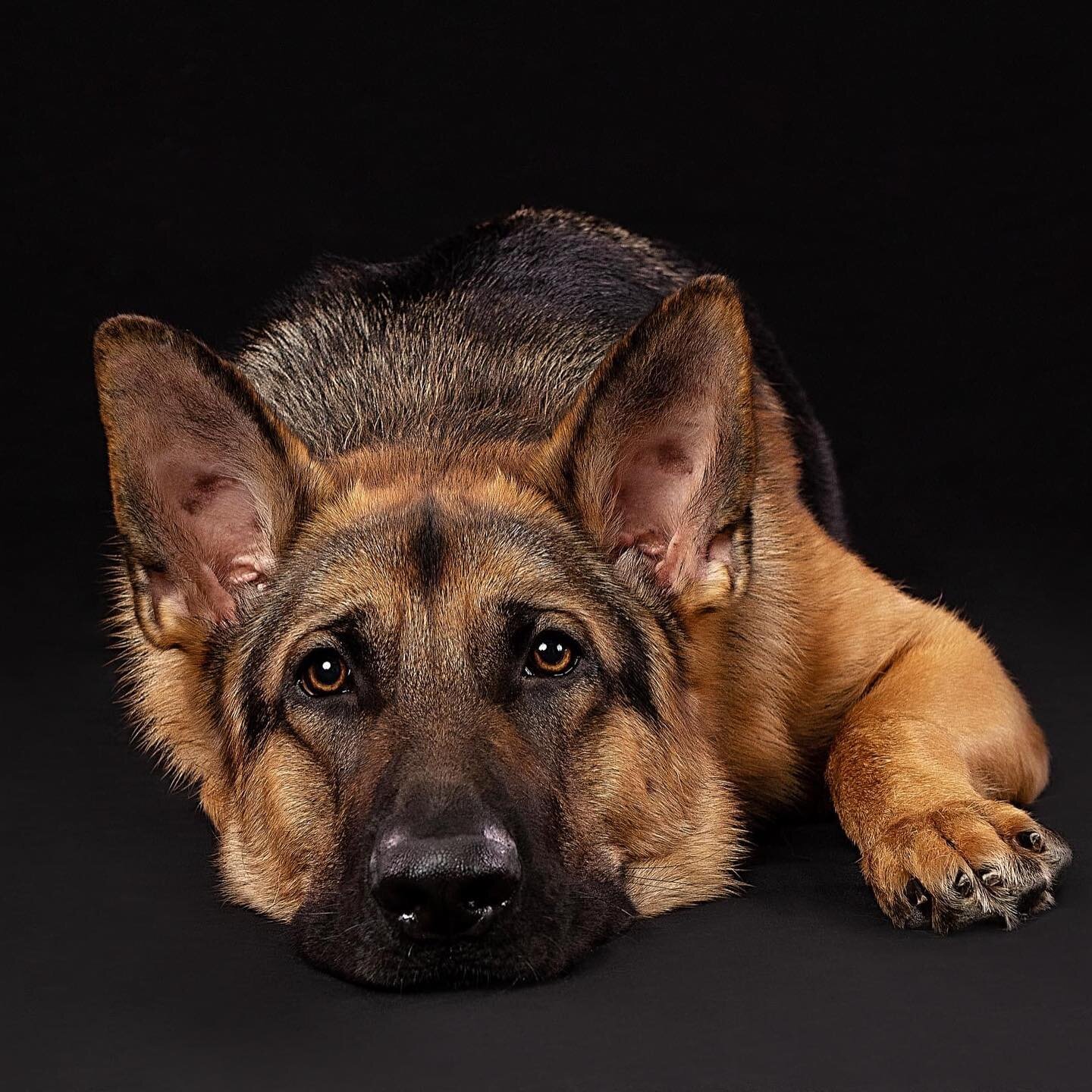 Nothing is more powerful than getting down to a pups level and taking their portrait&hellip; incredibly powerful #puppy #dogmom #rescuedog #germanshepherd