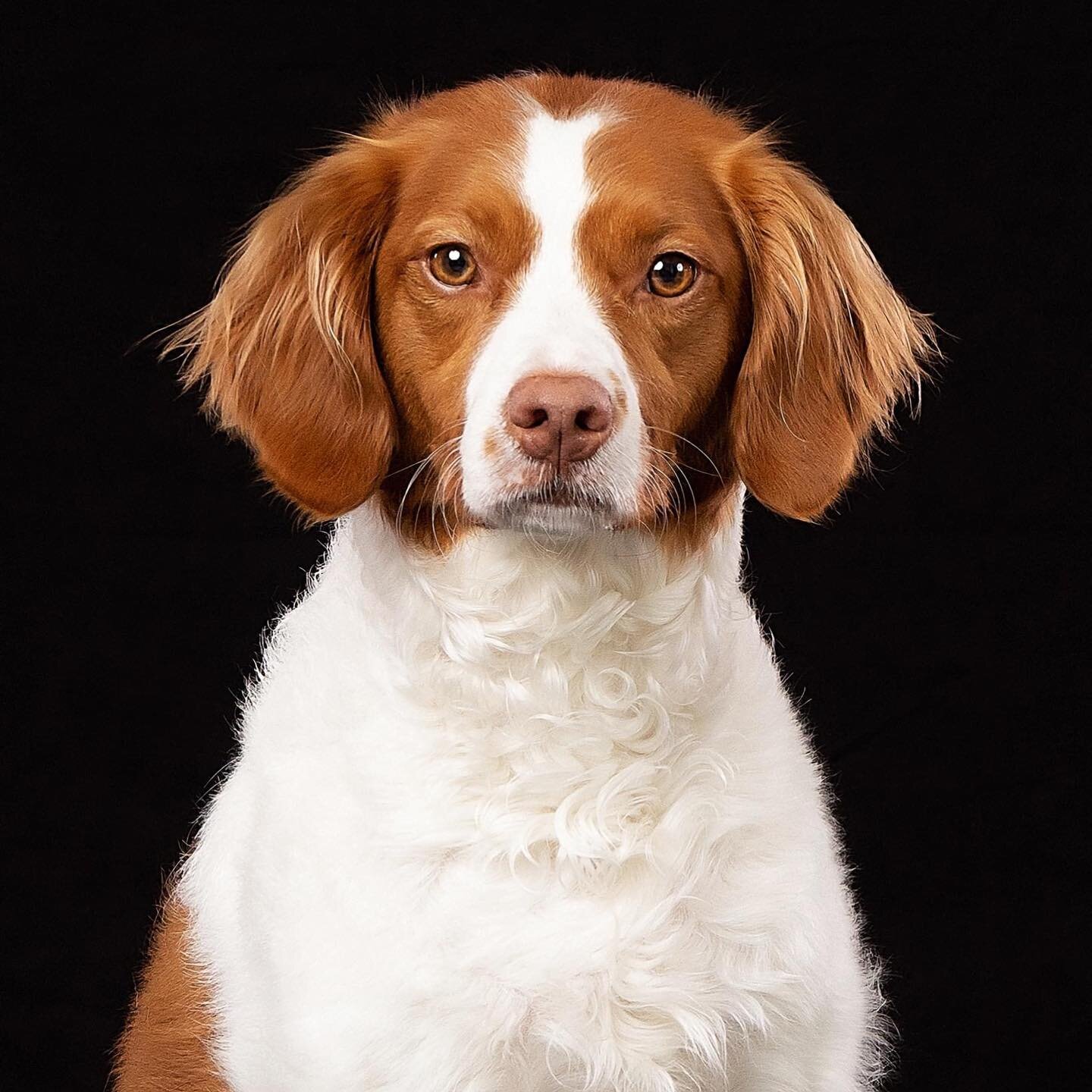 This is my jam. I feel so honored that I&rsquo;m able to make these incredible connections with all of the puppies I meet during their portrait session. This is what I&rsquo;m meant to do in life 😍🐶🙏 #puppy #rescuedog #dogmom #dogportrait #dogstag