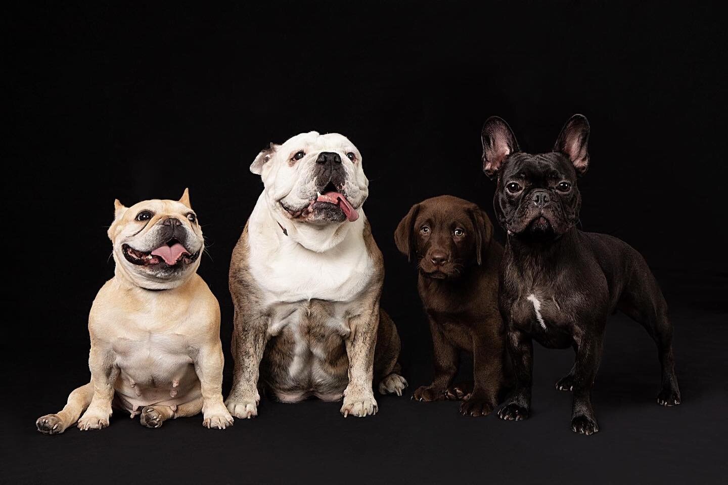 This was one amazing and fore filling session&hellip; loved the challenge of 4 puppies and the light to dark too #puppy #rescuedog #dogmom #dogsofinstagram