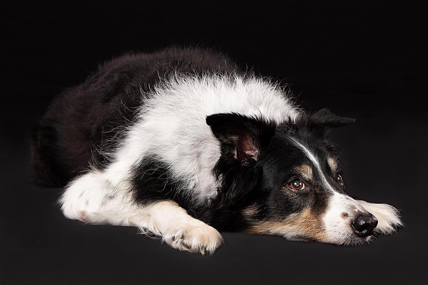 Getting to a point in the session where the puppy is so relaxed they will be themselves in front of you is simply the best feeling. This viewpoint is one my favorites too, down low and at eye level. #puppy #dogs #dogmom #dogsofinstagram