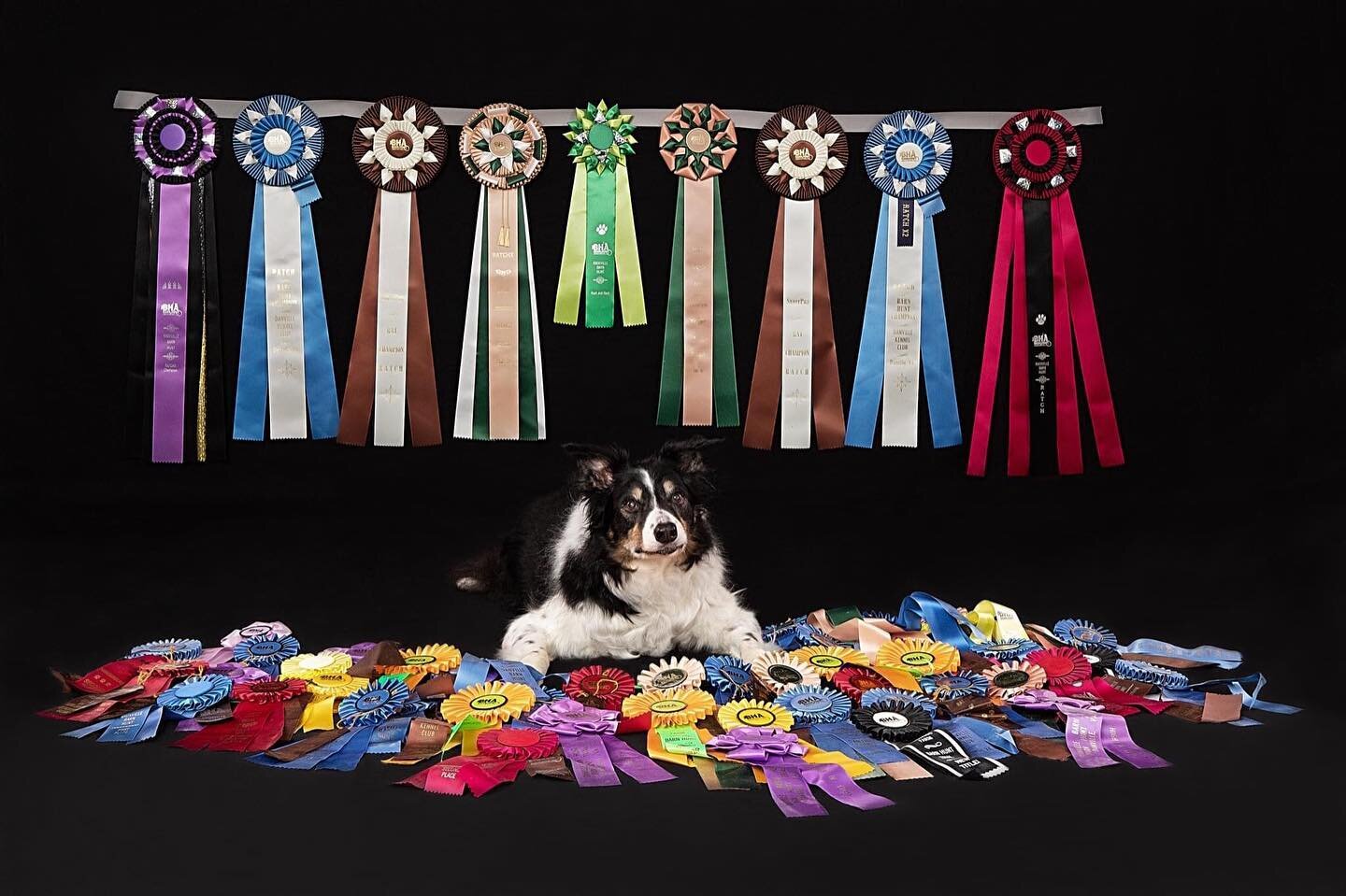This beautiful pup has been busy!! So many awards 😍 #puppy #dogs #dogmom