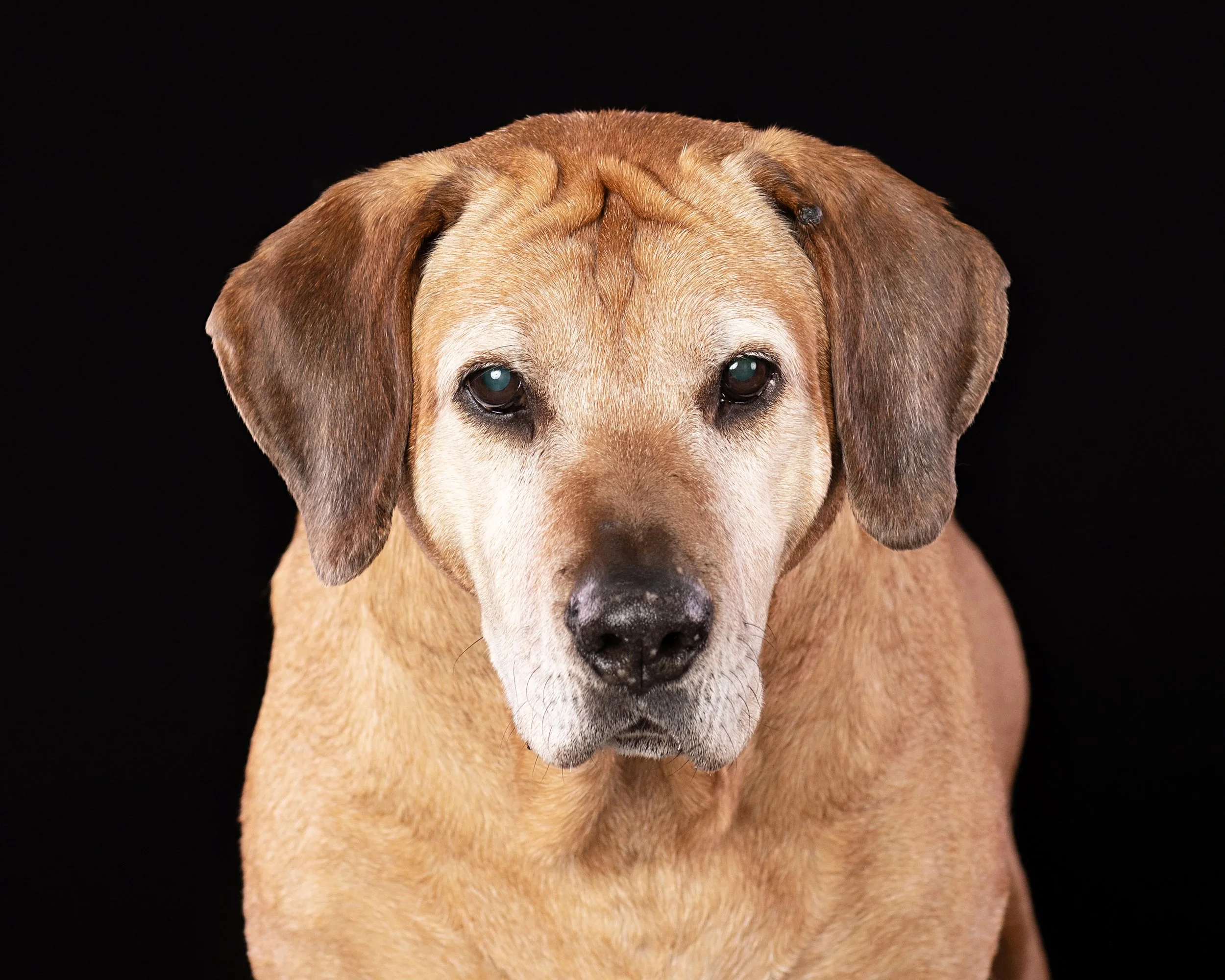 Abigail’s Portrait Session