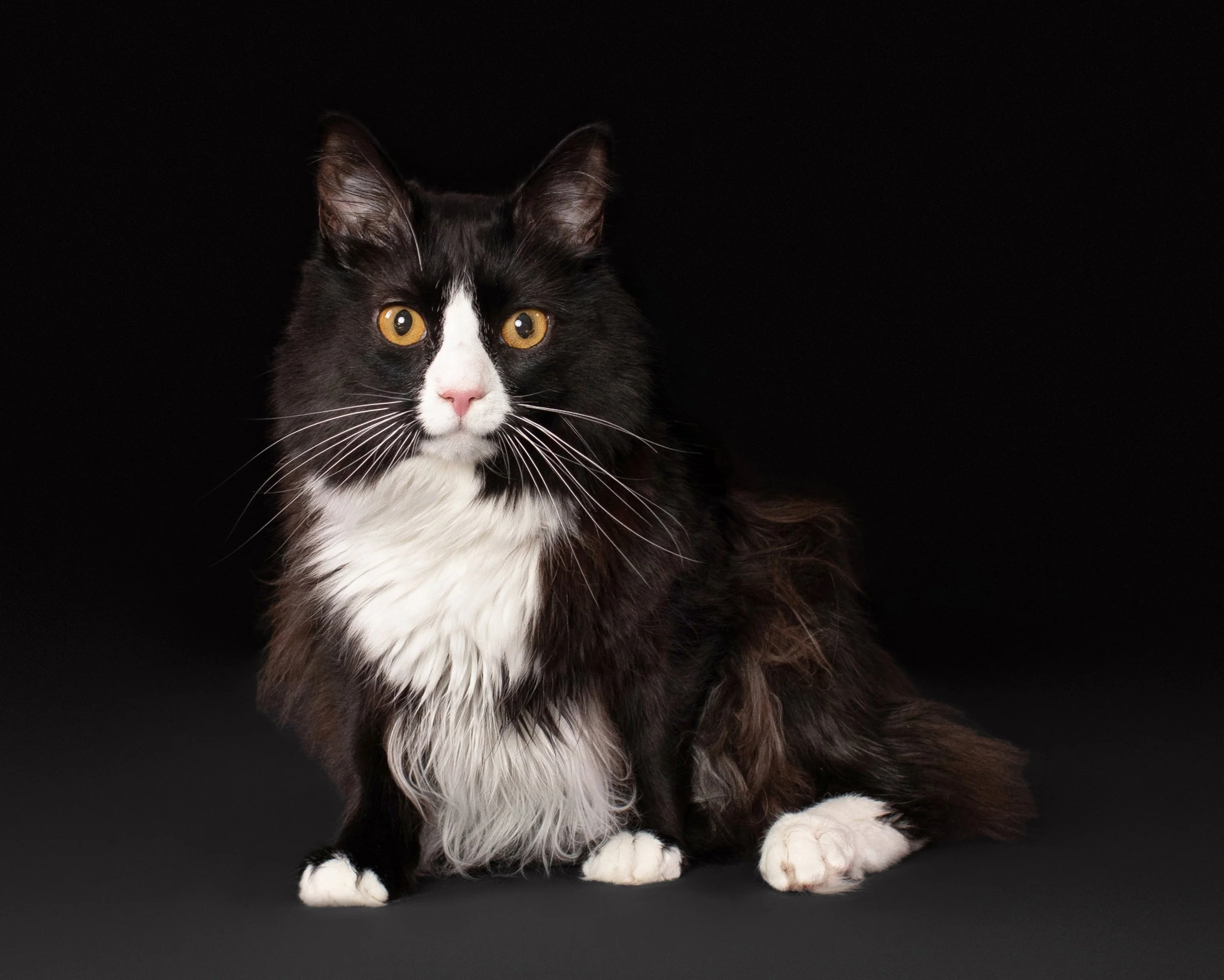 Diamond’s Portrait Session