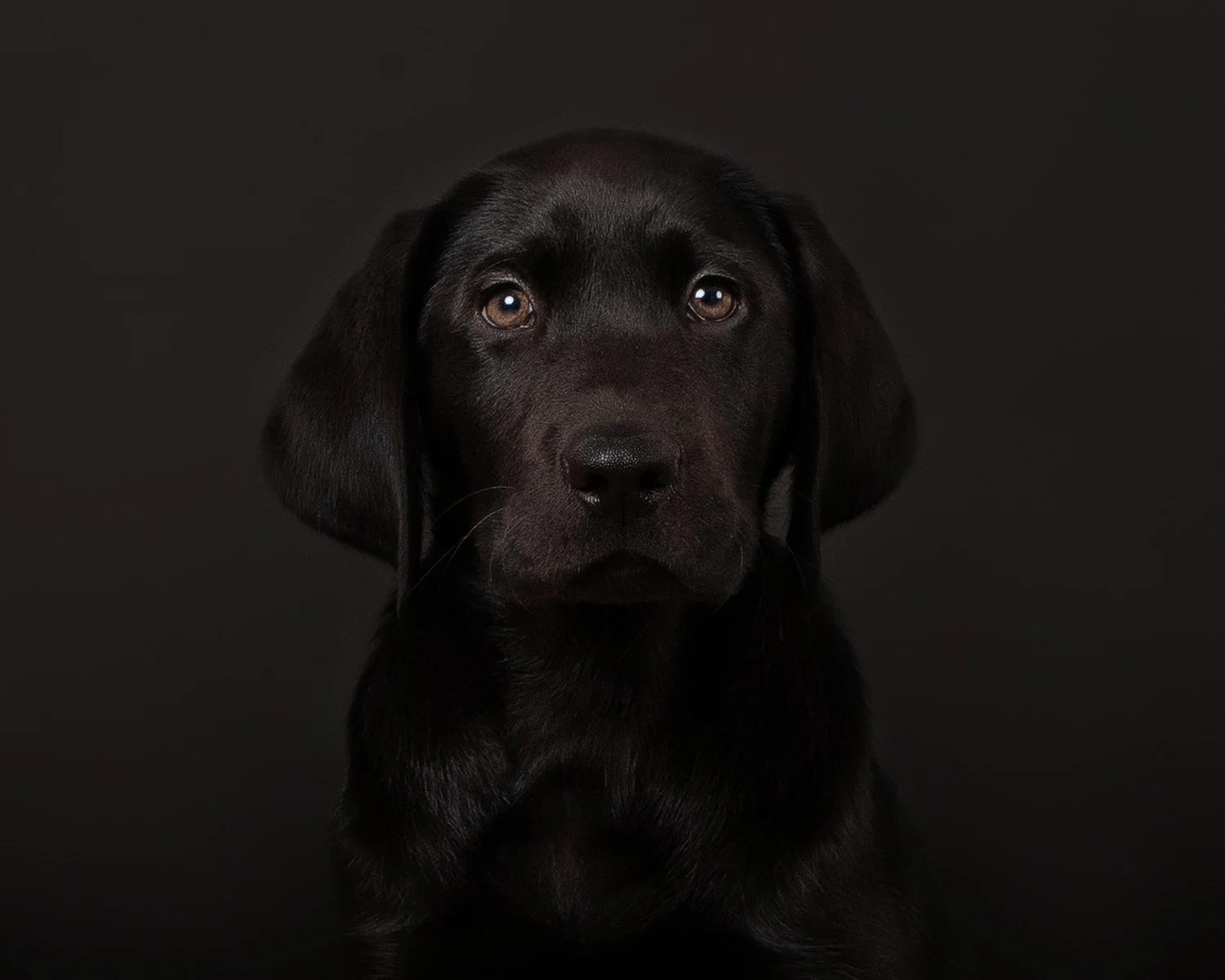 Best Pet Photography Studio in North Carolina