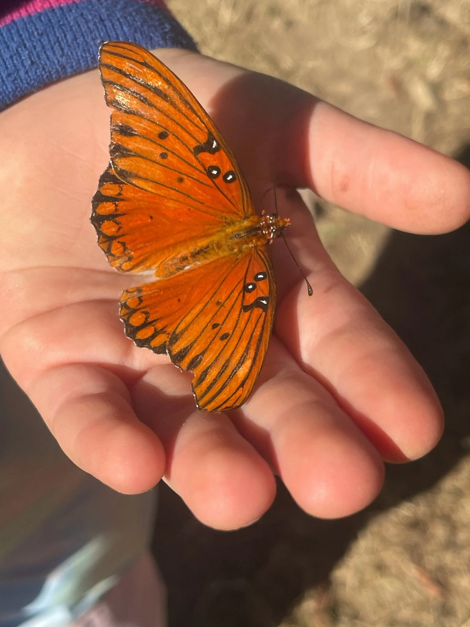 butterfly.JPG