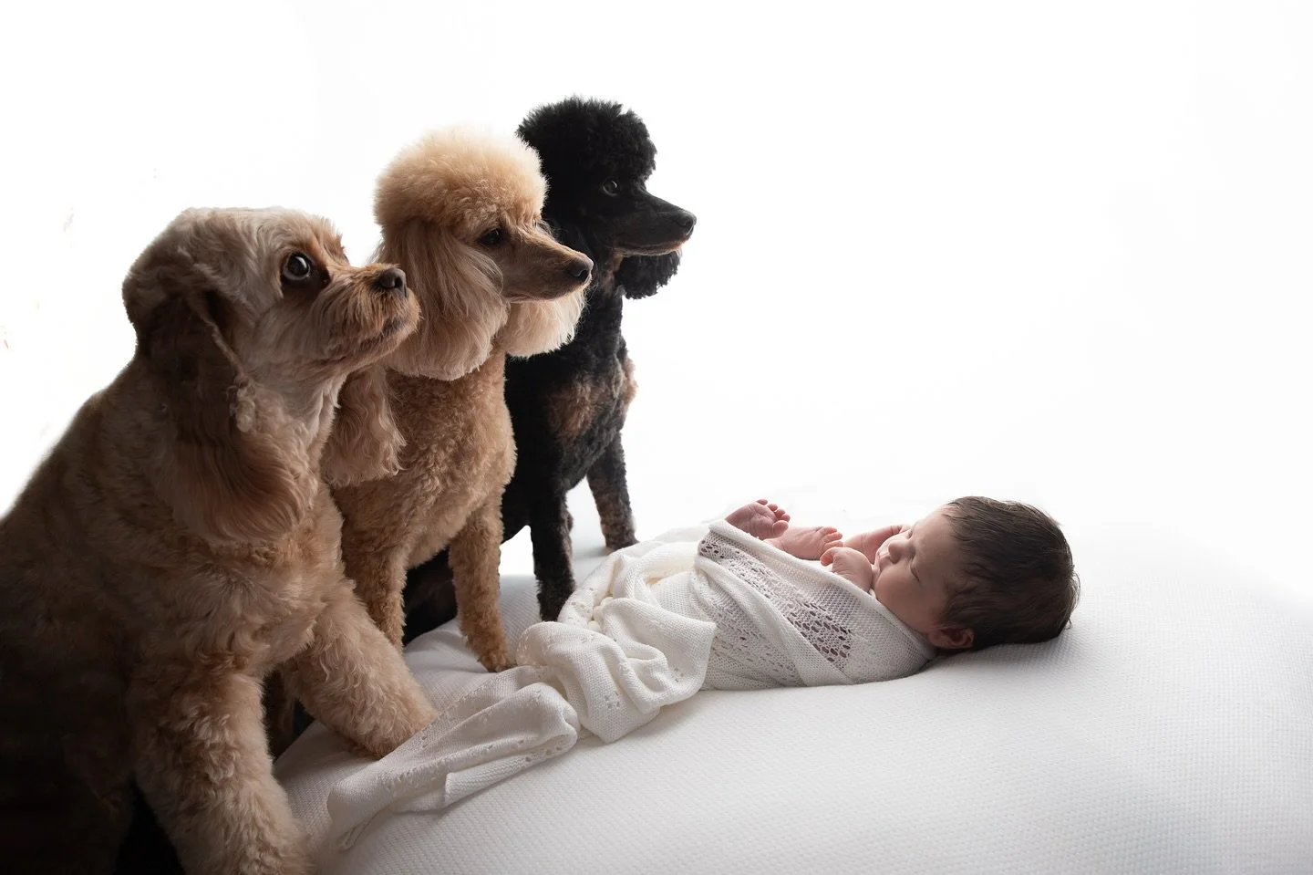 When i was asked back to capture baby Ettie once she arrived I knew instantly we had to try and recreate a photo from her big sisters newborn session 3 years ago &amp; I just love how it turned out!! These have to be the best behaved fur babies ever!