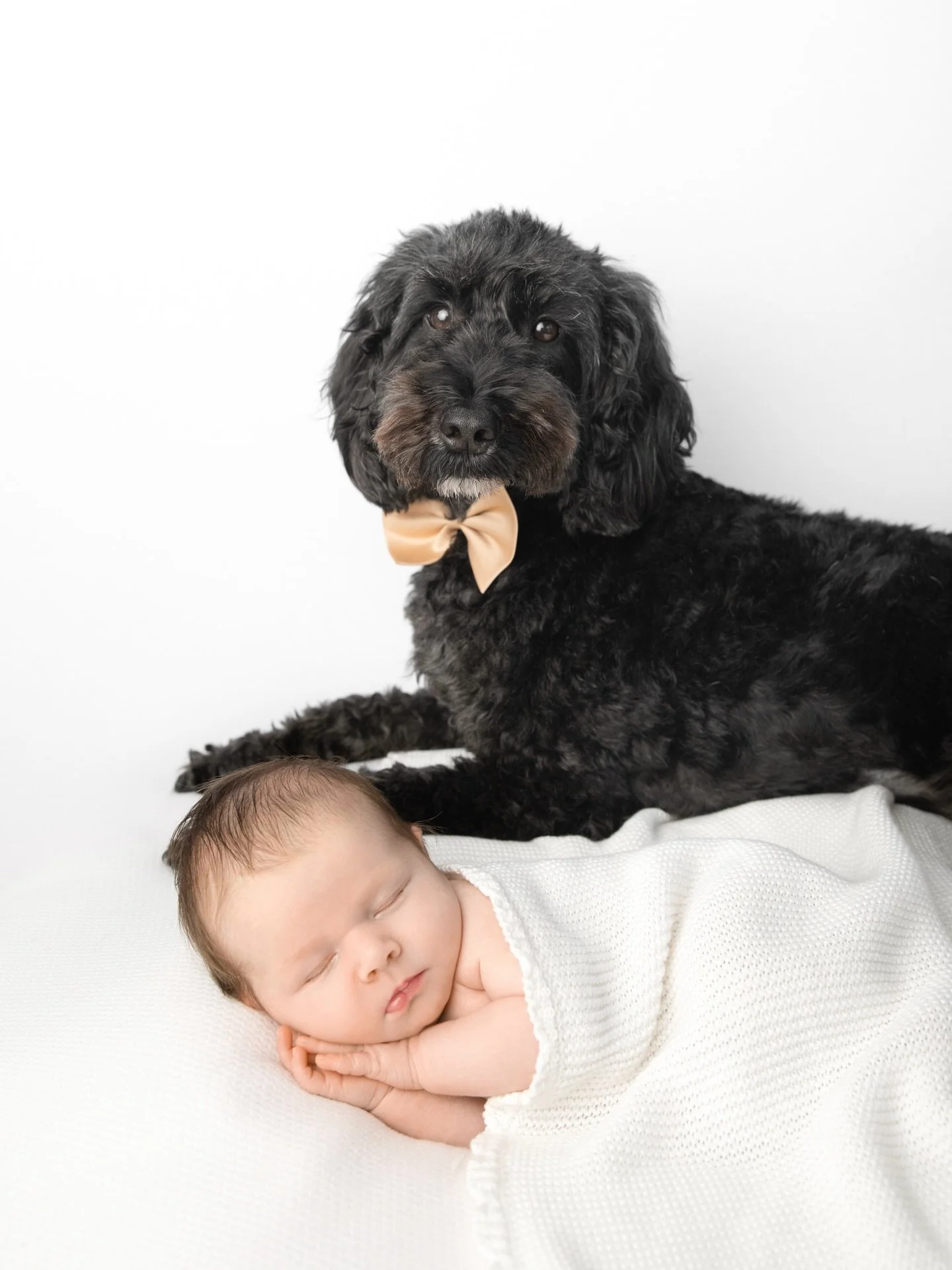 How sweet are these photos, I absolutely loved this session! One of the perks about having an in your own home newborn session is that you can include your fur babies too!