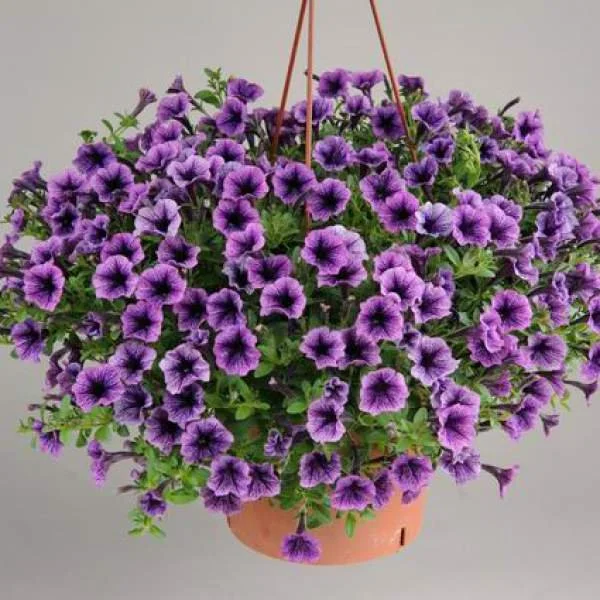 petunia hanging basket blue purple clay.jpg
