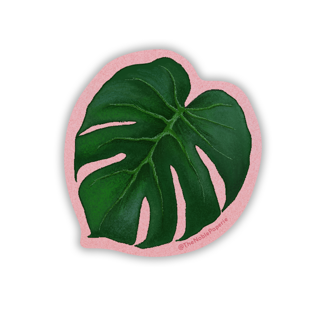 philodendron balaoanum Anthurium balaoanum indoor plant — Green My Space main image 0