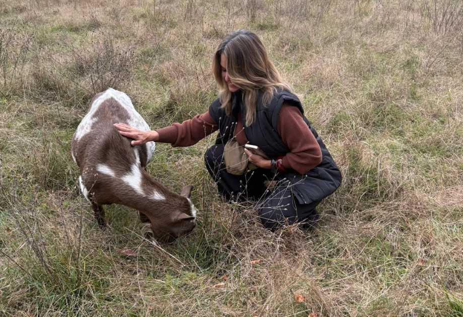 Shedding the Snake. Making Space for the Horse.