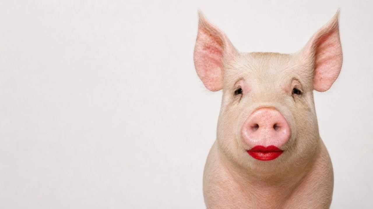 Lipstick on a Pig