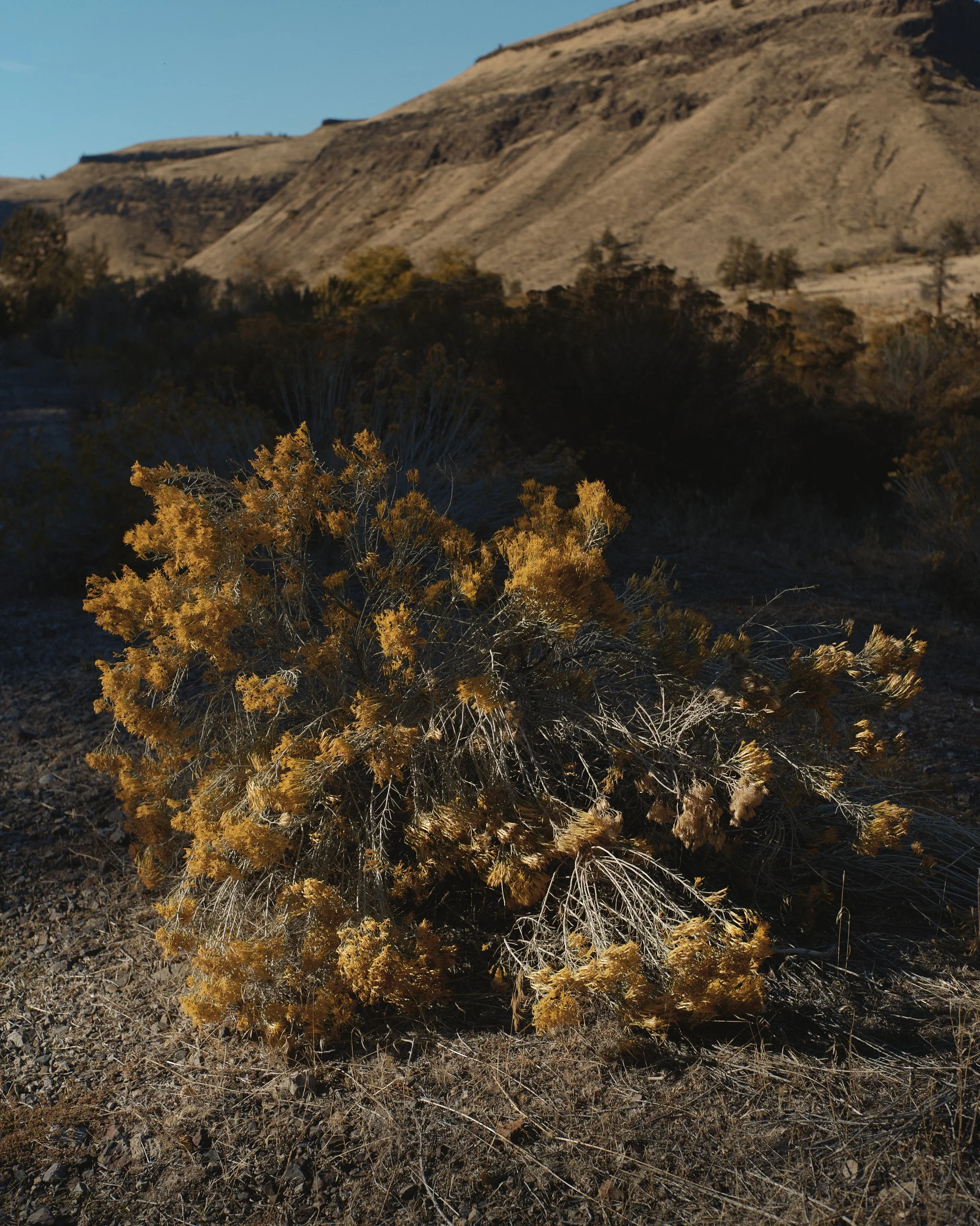 LastLight_RabbitBrush_01.jpg