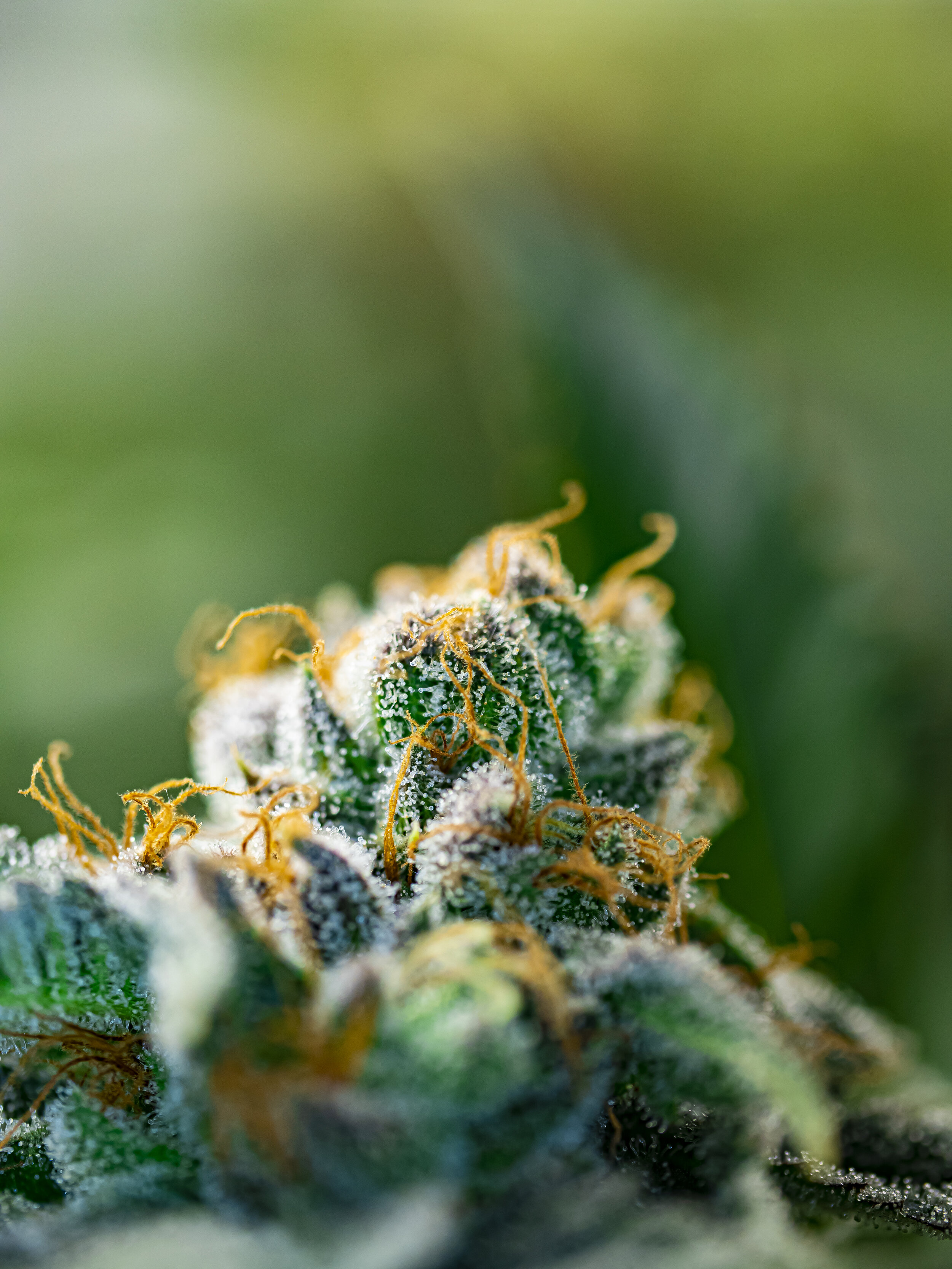 Missouri Cannabis Photography, Kansas City Cannabis Photography, Minnesota Cannabis Photography, Minneapolis Cannabis Photography, St. Louis Cannabis Photography, Kansas City Photographer, Missouri Photographer, Minnesota Photographer, Minneapolis Ph