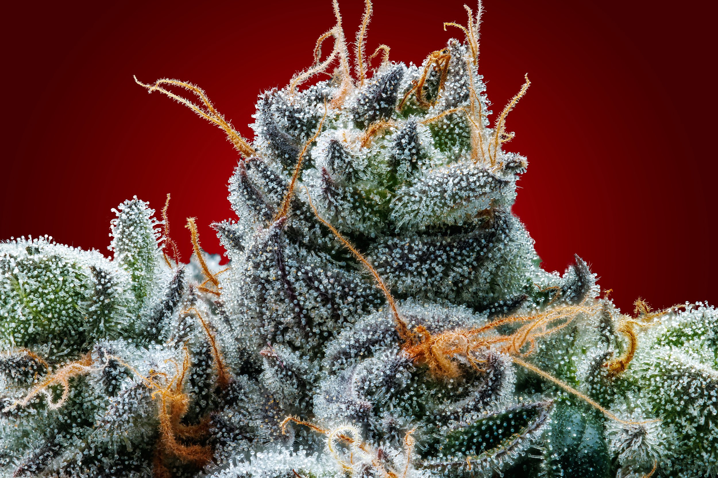 Missouri Cannabis Photography, Kansas City Cannabis Photography, Minnesota Cannabis Photography, Minneapolis Cannabis Photography, St. Louis Cannabis Photography, Kansas City Photographer, Missouri Photographer, Minnesota Photographer, Minneapolis Ph