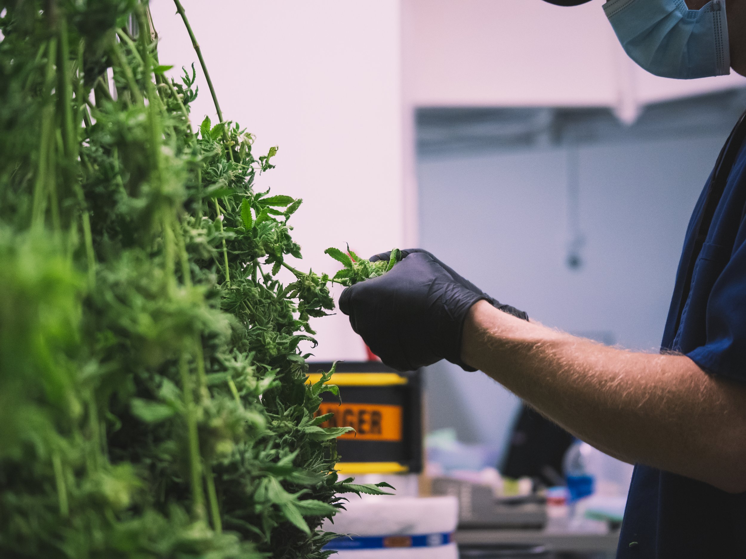Missouri Cannabis Photography, Kansas City Cannabis Photography, Minnesota Cannabis Photography, Minneapolis Cannabis Photography, St. Louis Cannabis Photography, Kansas City Photographer, Missouri Photographer, Minnesota Photographer, Minneapolis Ph