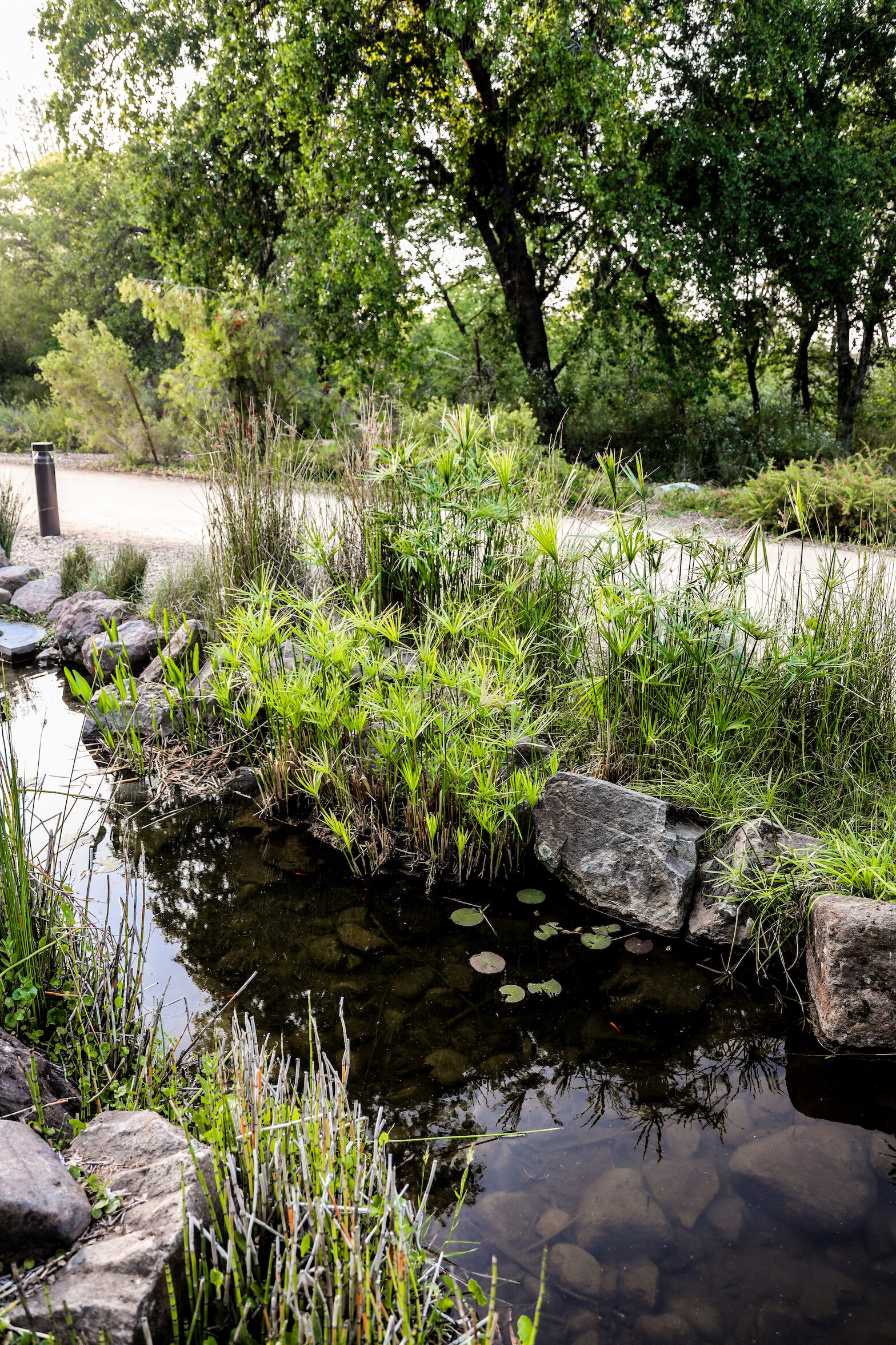 Sheraton Redding Weddings California Northern Turtle Bay Sundial Bridge Weddings Gardens Botanical4.jpg