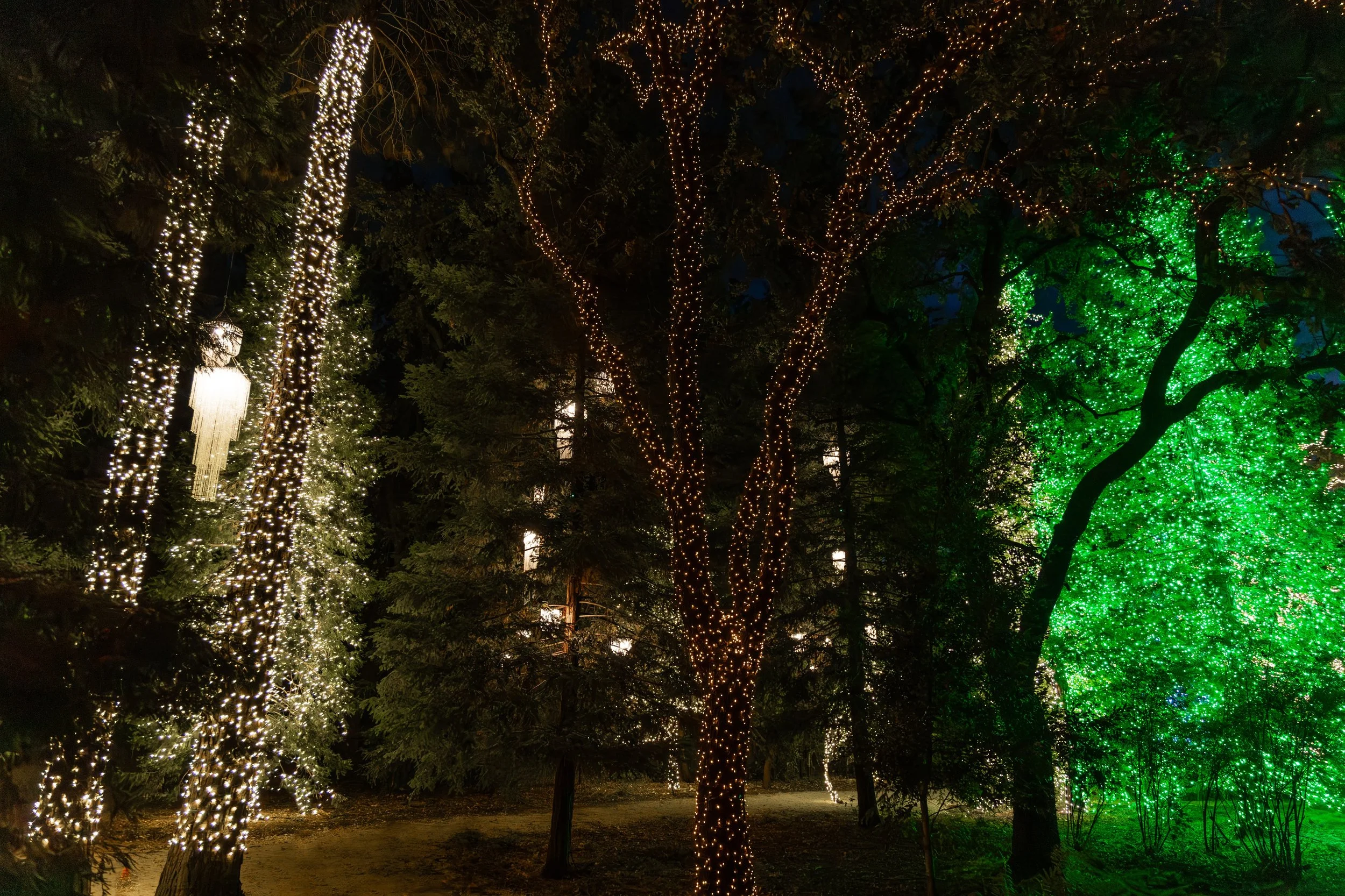 Turtle Bay Redding Garden of Lights Enchanted Forest9.jpg