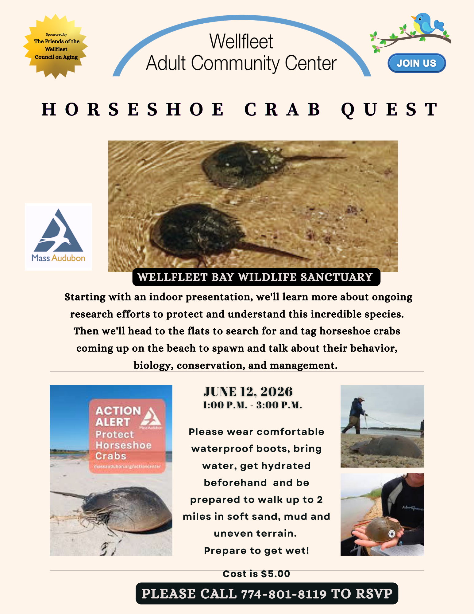 Horseshoe Crab Quest at the Wellfleet Audubon