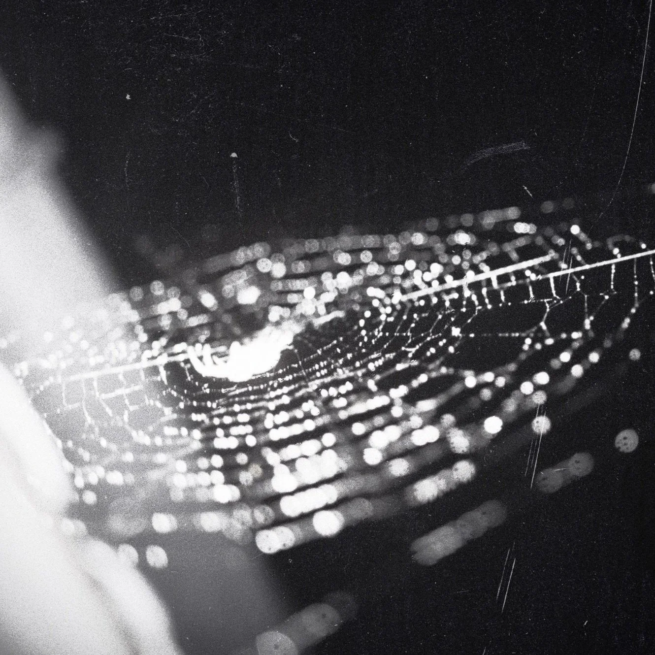 NETS COVER_MAYBE FINAL_.jpg