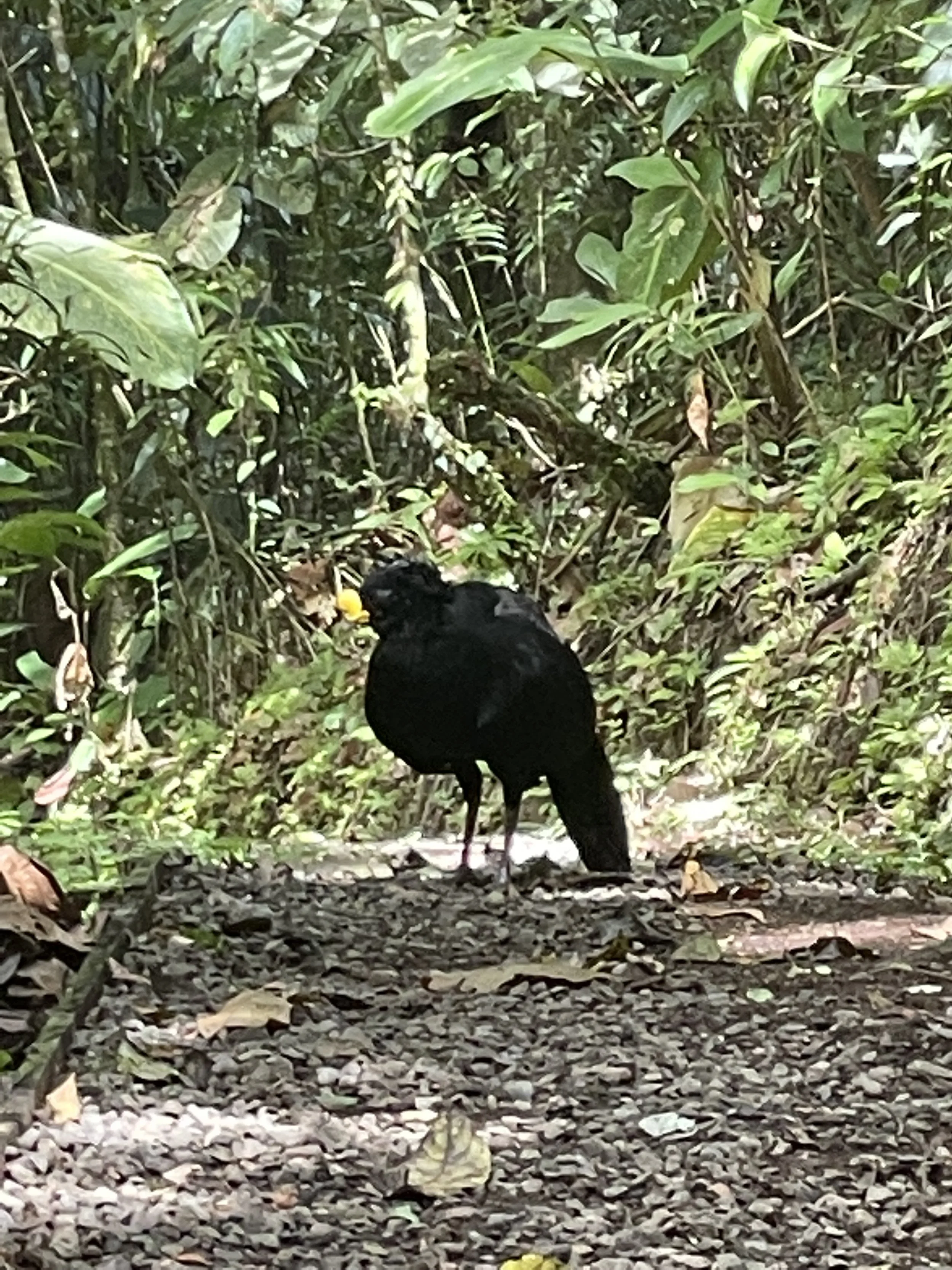  Took a solo hike in the jungle and this little guy kept me company for awhile. 