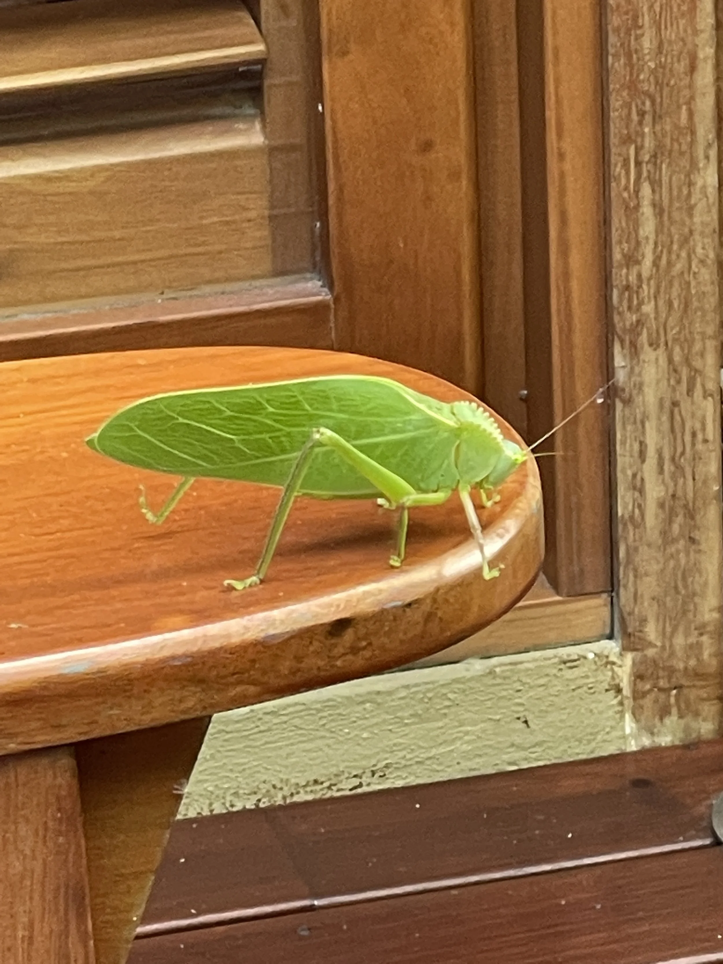  I am a magnet to grasshoppers and all their distant relatives.  They freak me out but they are good luck. 