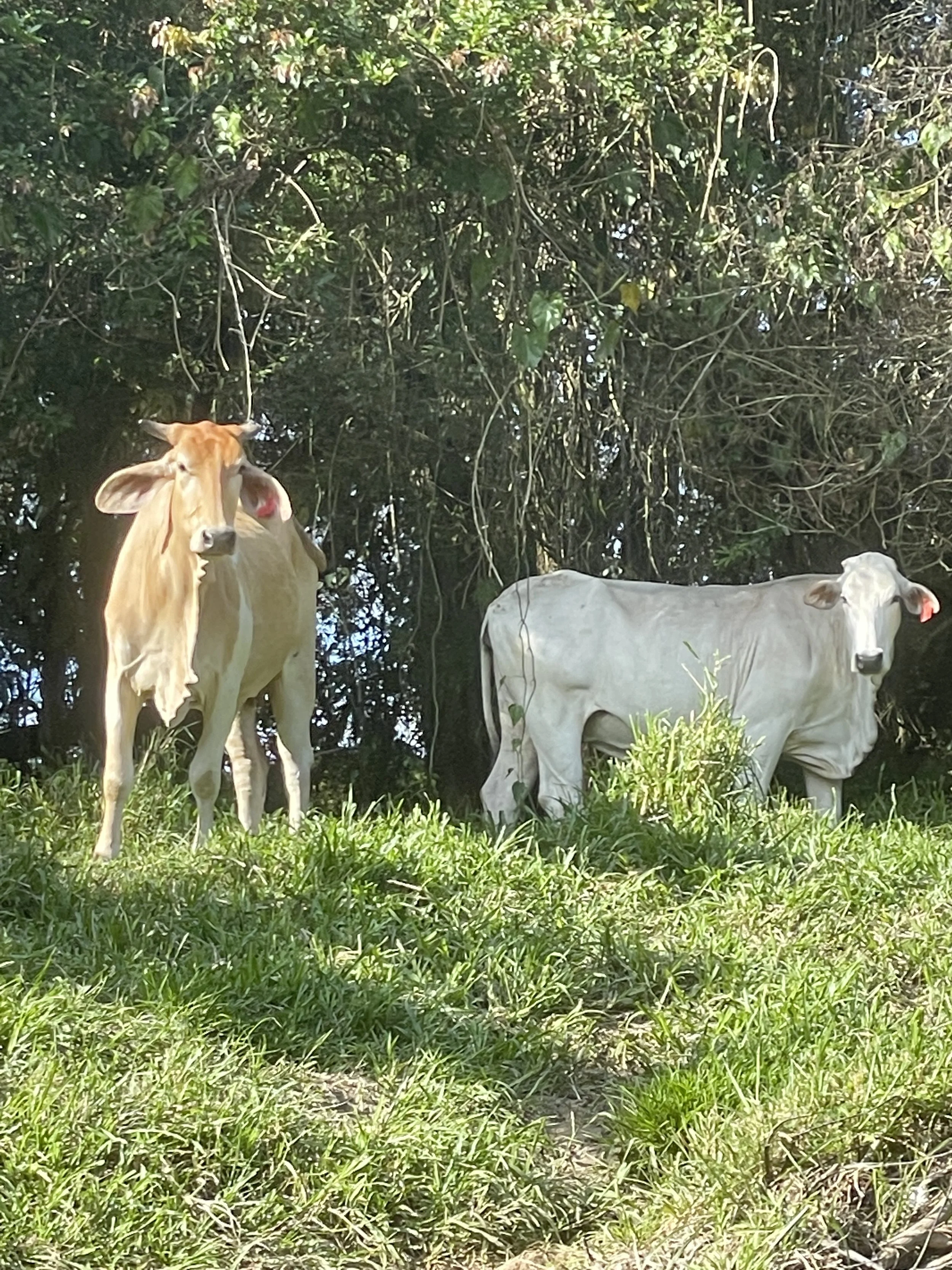 Some cows came to say hello as we floated by. 