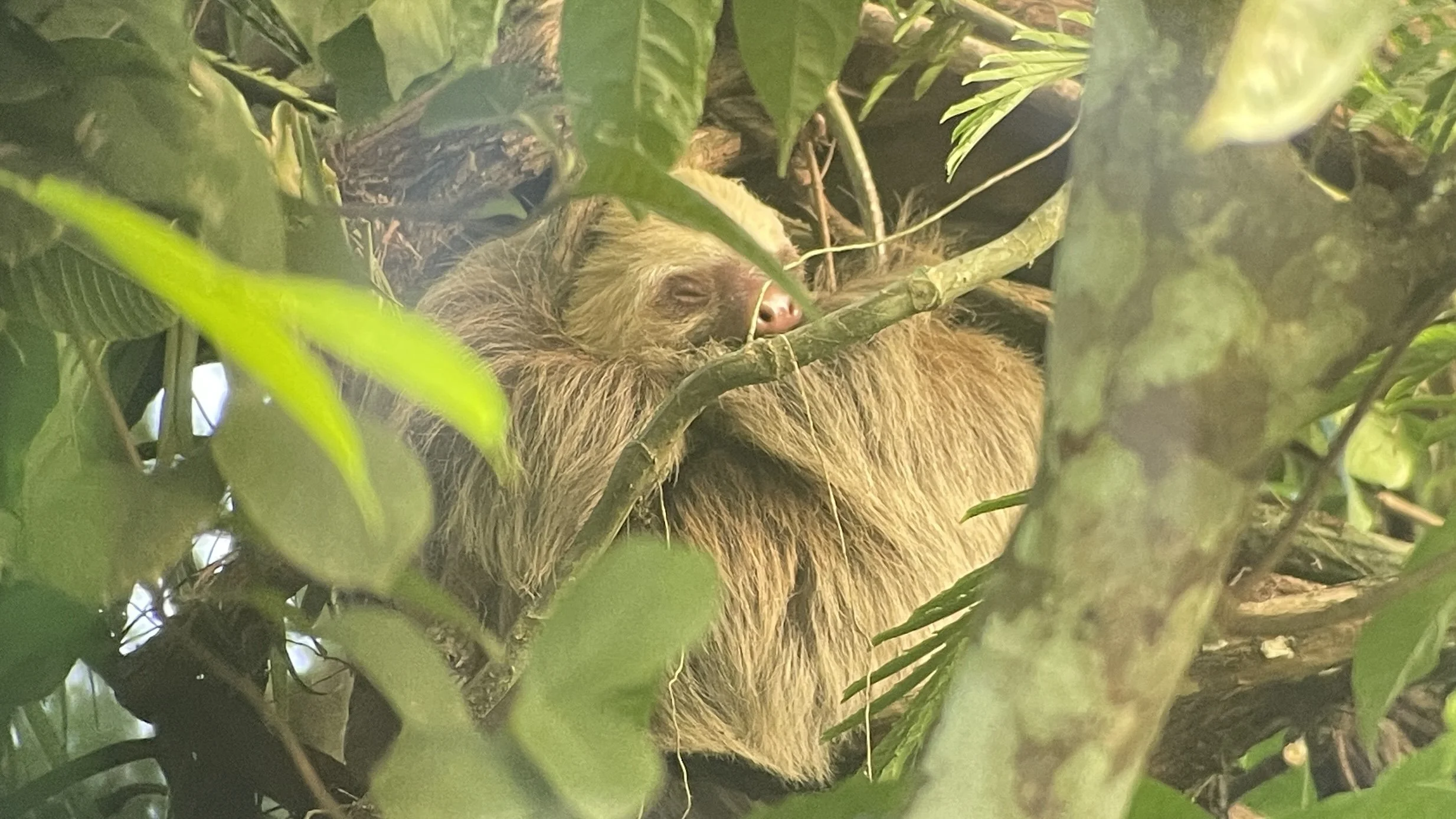  These little cuties are hard to spot….luckily our guide had eagle eyes and could spot a sloth a mile away. 
