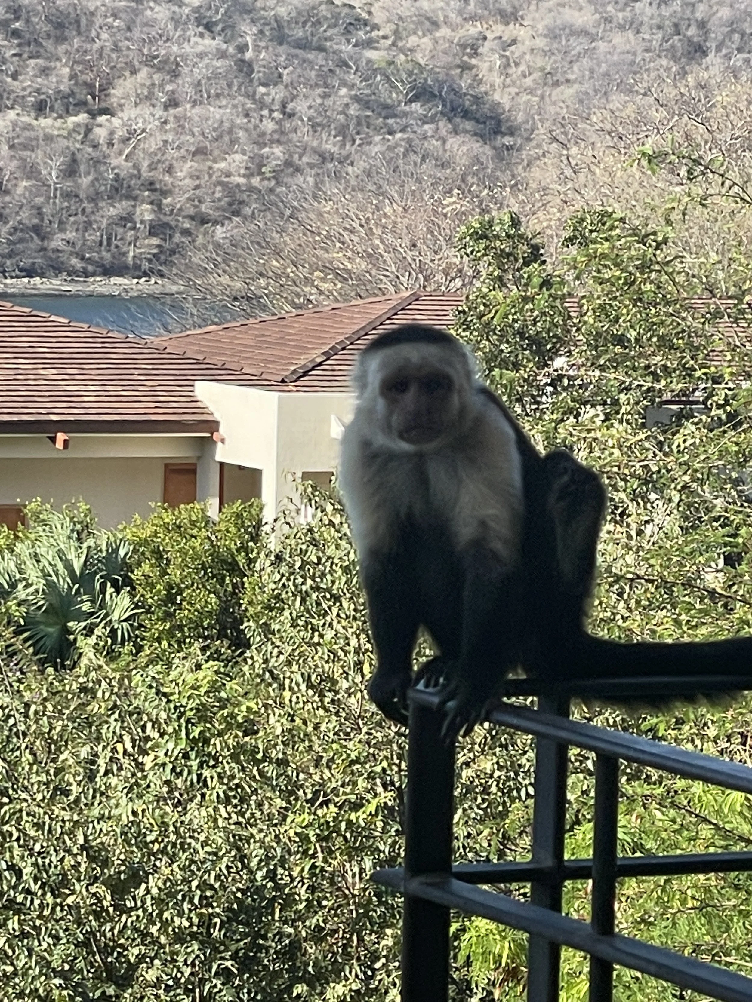  I think he is pissed I didn’t give him any of my croissant. 