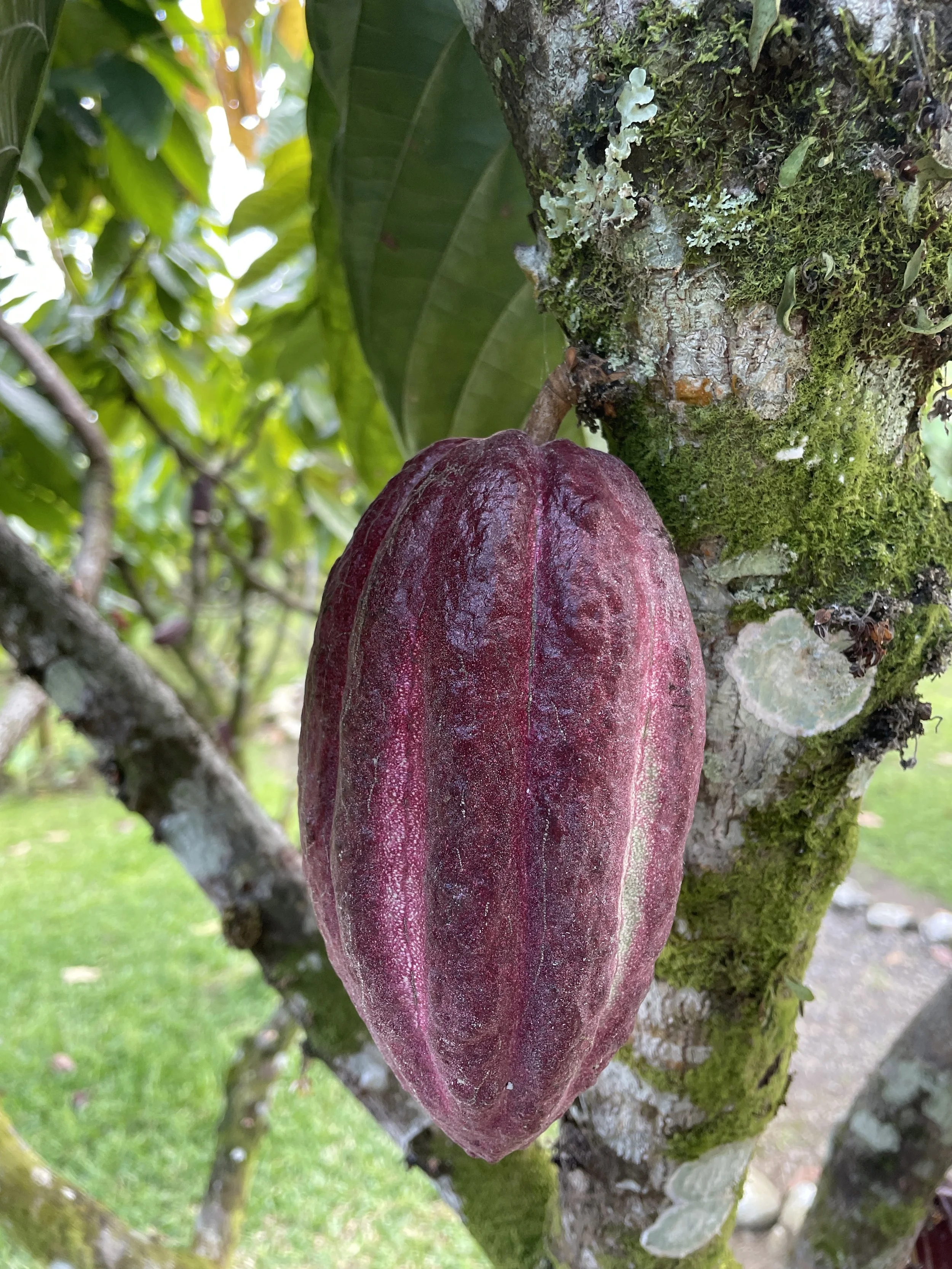 I LOVE anything cacao….not to be mistaken as cocoa.  Both come from this pod but cacao is raw as cocoa is roasted and processed in high heat. Both have health benefits but since the cacao is not heat processed it maintains more of its nutrients. 