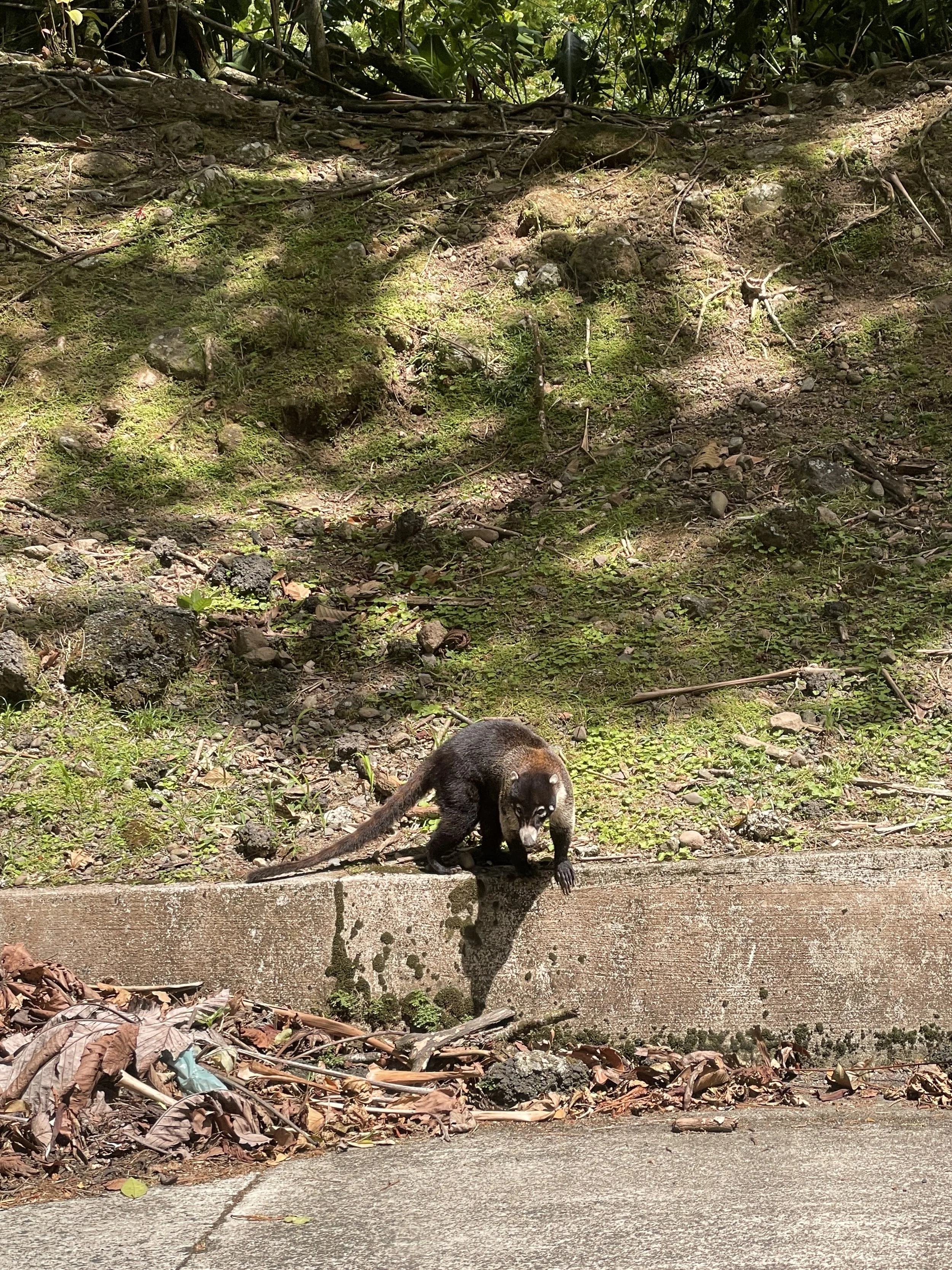  Coatimundis 