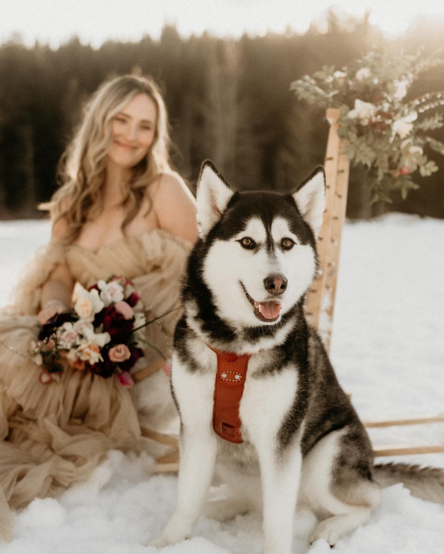 Let&rsquo;s hear it for the good boys! 

I don&rsquo;t know if I&rsquo;m allowed to admit this, but designing florals for your dog is *maybe* more fun for me than creating your bouquet 🫣

Are you going to include your dog in your wedding?

Photograp