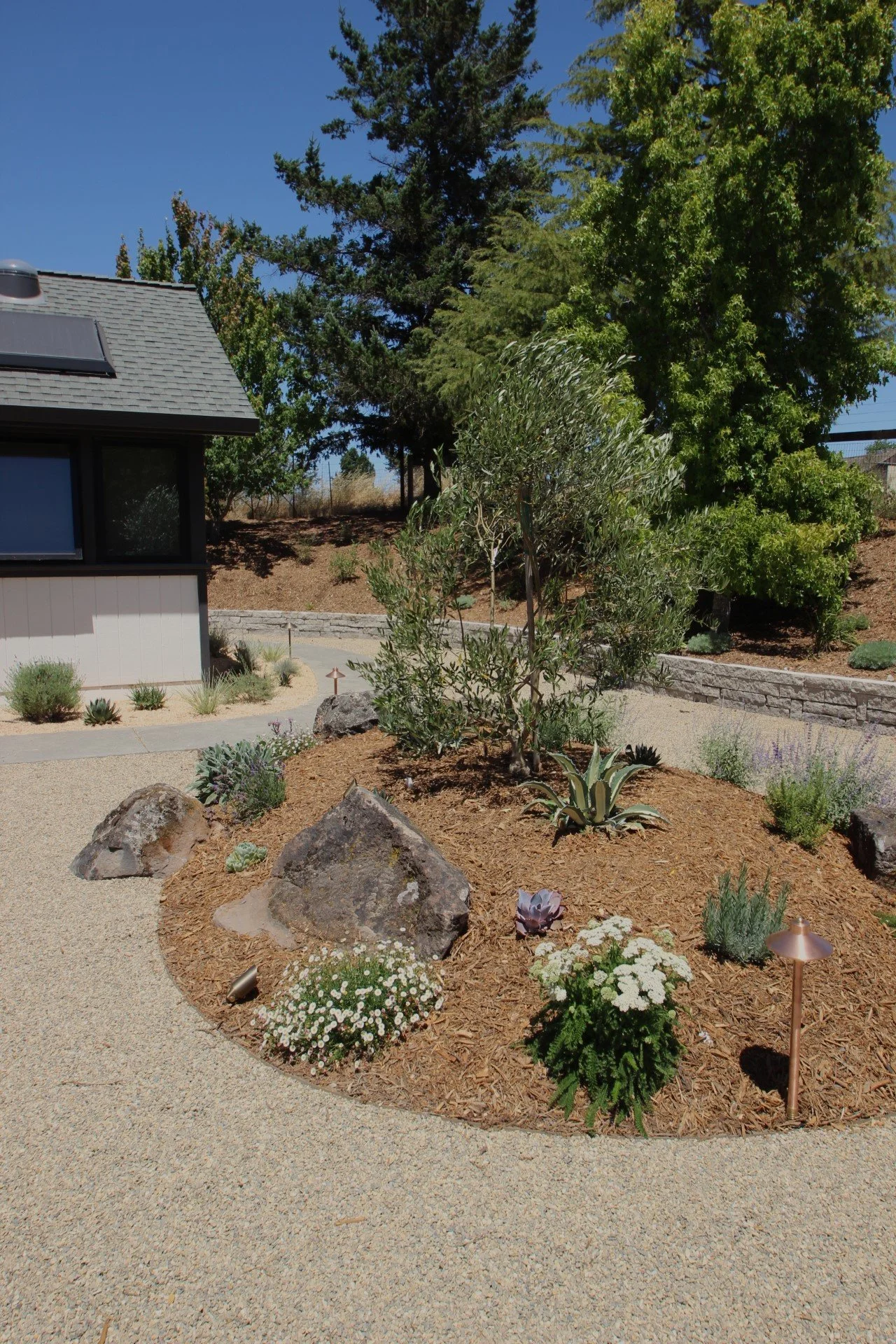 A landscaped yard with a small tree, succulent plants, rocks, white flowers, and a textured beige pathway, bordered by a low stone wall, with a house and tall trees in the background under a clear blue sky.