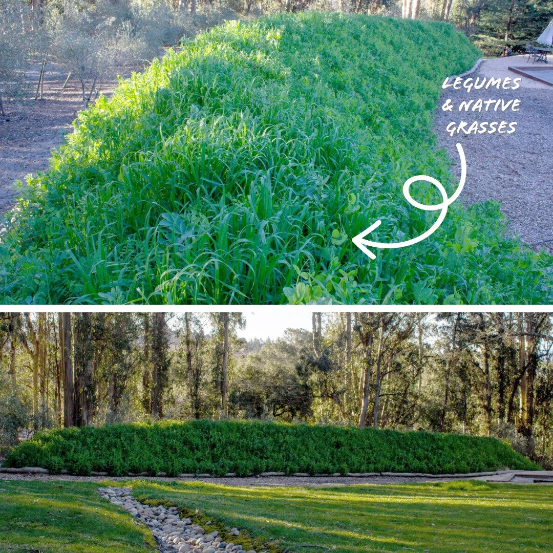 Spring update! Our hugelkultur berm is flourishing! Seeded with 7 types of legumes and native grasses- they were quick to colonize this moisture-absorbing mound! 
#h&uuml;gelkultur #permaculture