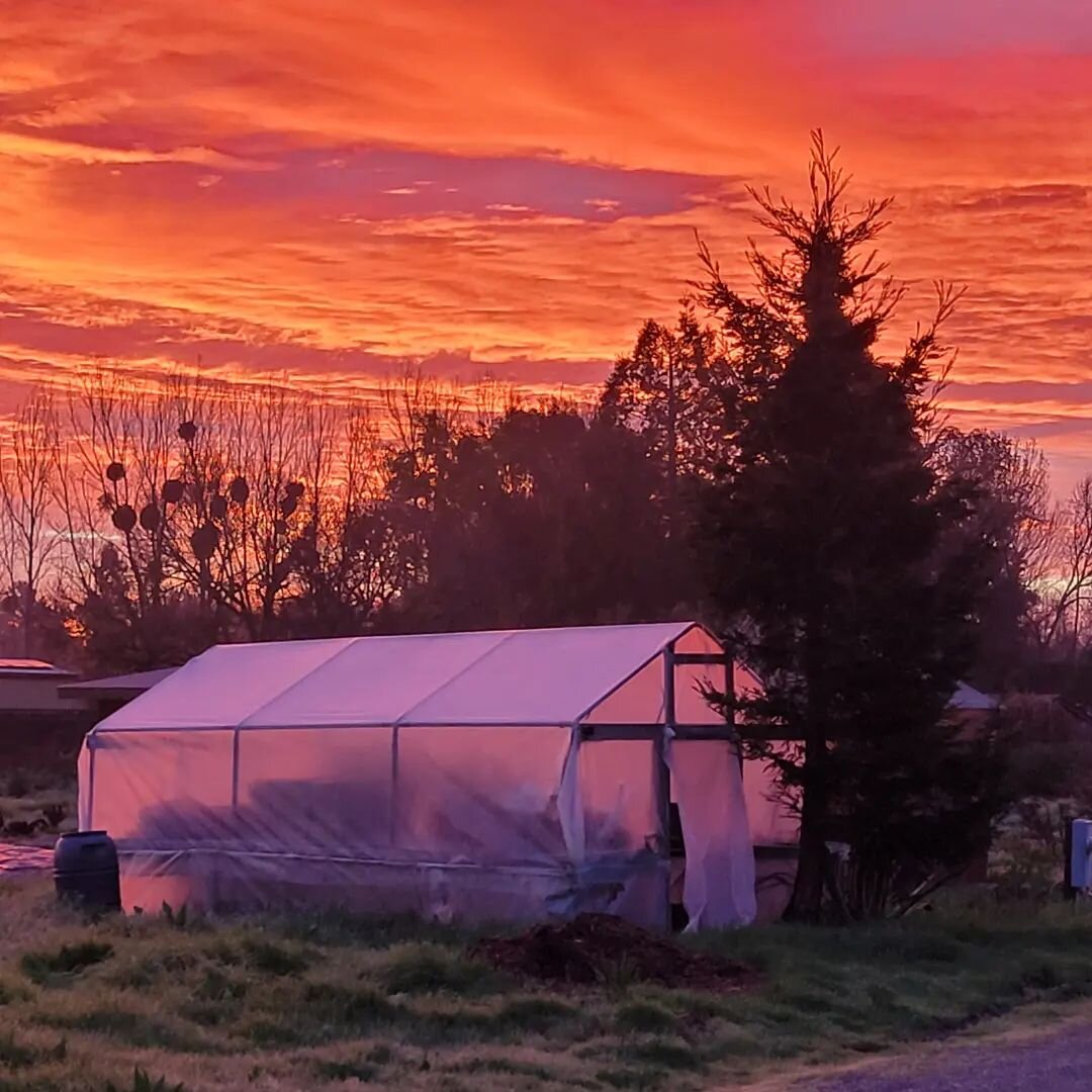 Hope everyone's new year has been as glorious as the sunrise on the farm this morning 🌞 #permaculture #sunrise