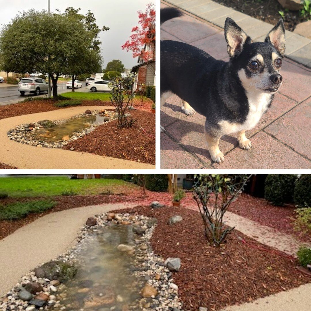 Want another reason to look forward to the rainy season? Rain gardens! In this (and many other) PA projects, we installed a rain garden, connected to downspouts on the house, to capture, slow down, and sink water that would otherwise go straight to t