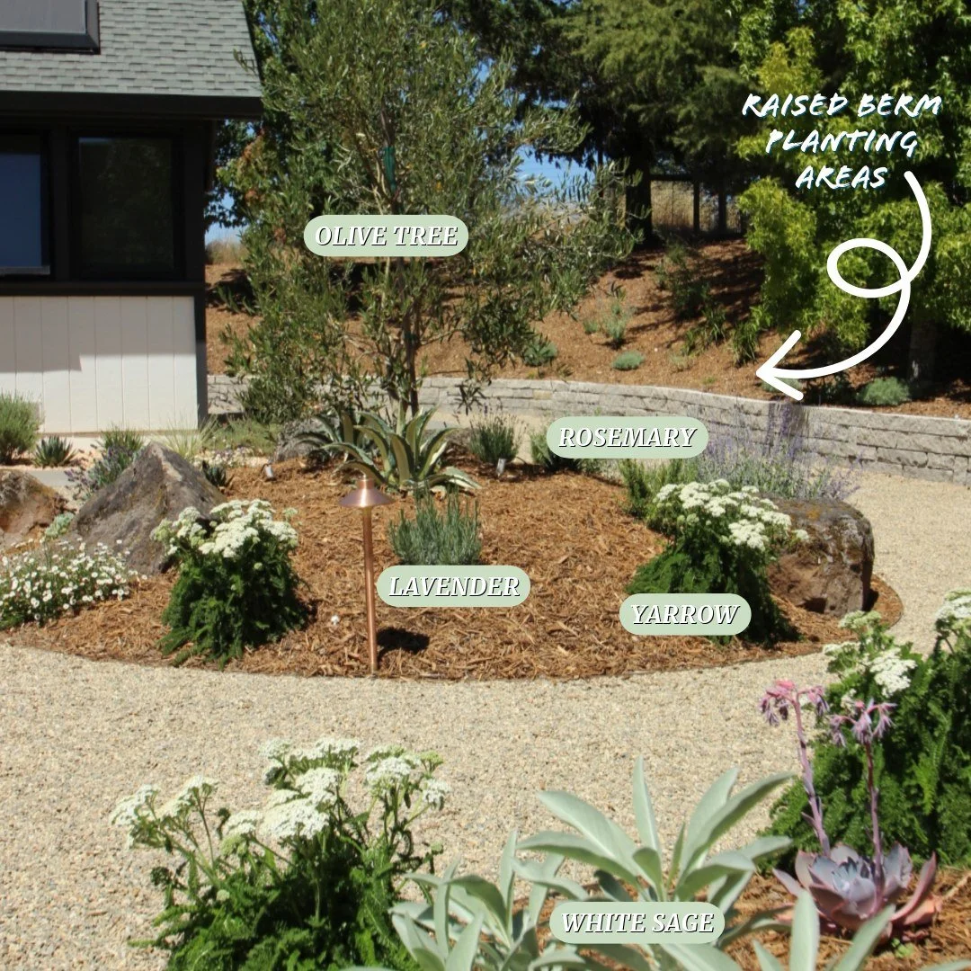 Another successful installation complete!  This design features a rain garden that captures and infiltrates stormwater, and a beautiful gabion retaining wall creating a productive, edible garden space with citrus trees!  Mounded planting areas reuse 