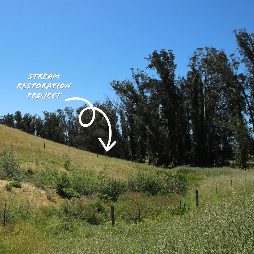 Erosion gullies are commonplace in the beautiful hills of Sonoma county.  This restoration project by PA implements planting native species appropriate for these ephemeral stream conditions, and a series of check dams to further slow the water.  This