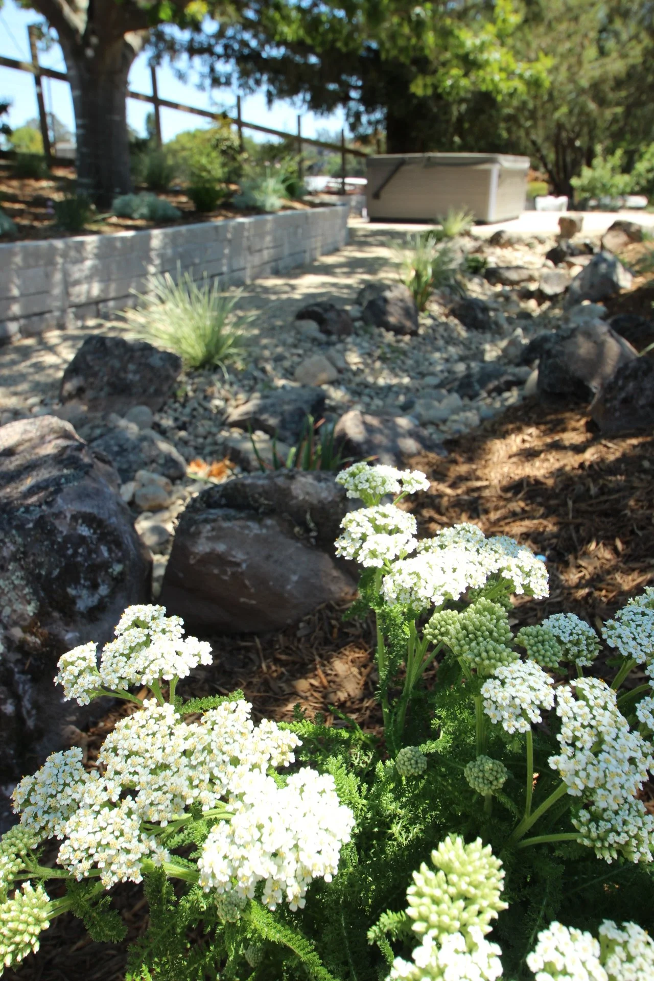 White flowering plants with green foliage in the foreground, rocks, gravel, and dirt in a landscaped garden with trees and a walkway in the background.