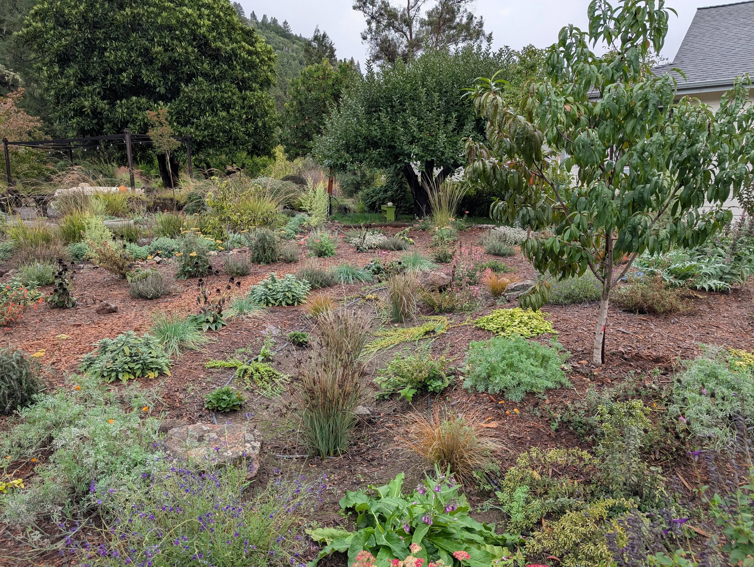 A lush garden with a variety of green and flowering plants, trees, and shrubs, surrounded by a natural landscape.