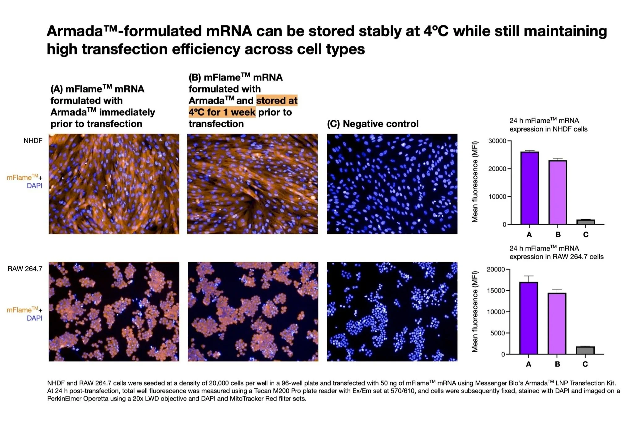 Armada+mRNA+Transfection+4%C2%BAC+stability+4-3.jpg