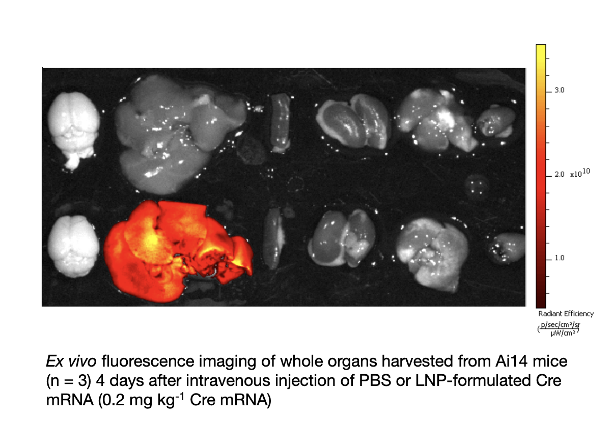 Cre in vivo.png