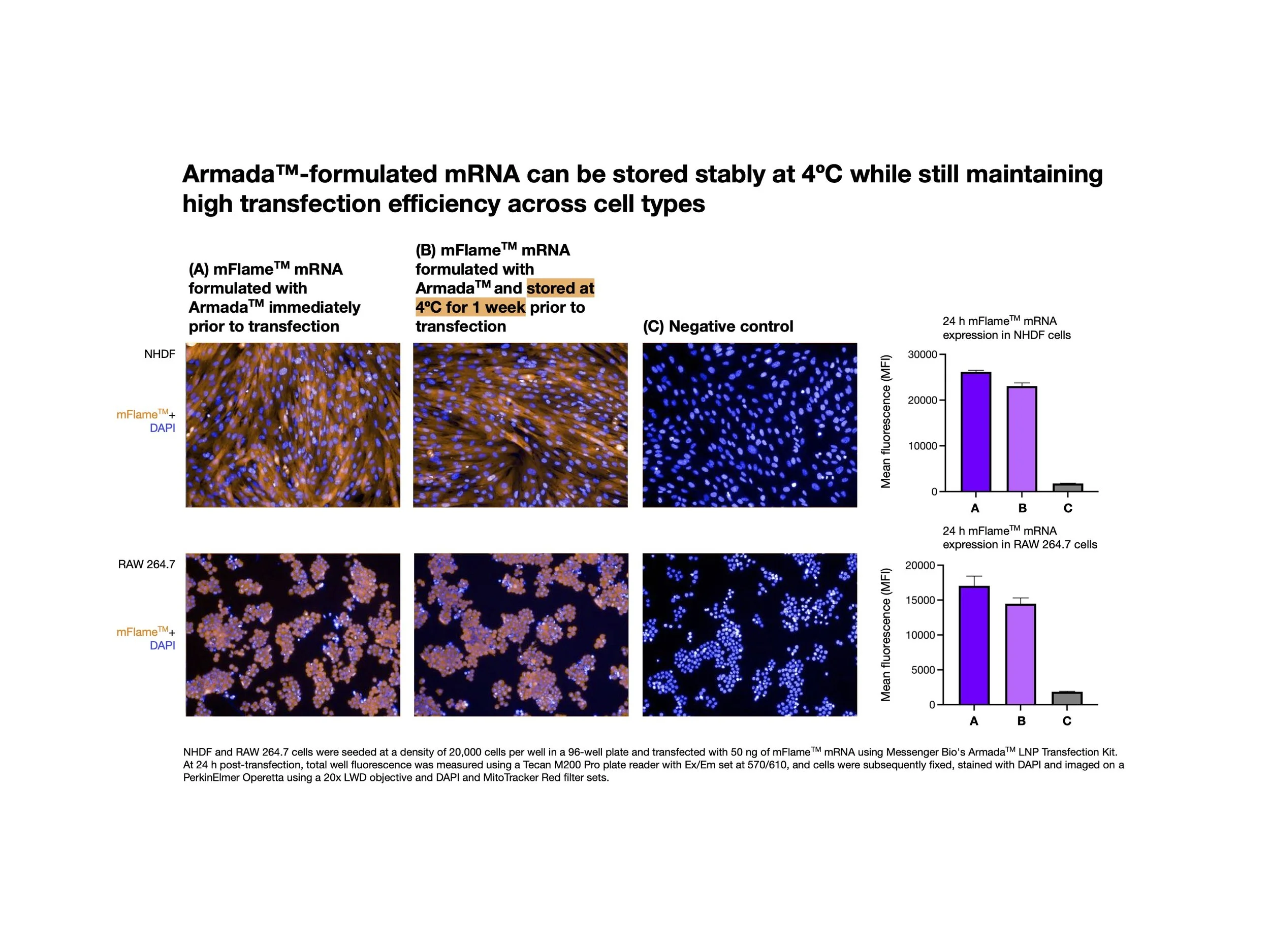 Armada mRNA Transfection 4ºC stability 4-3.jpg