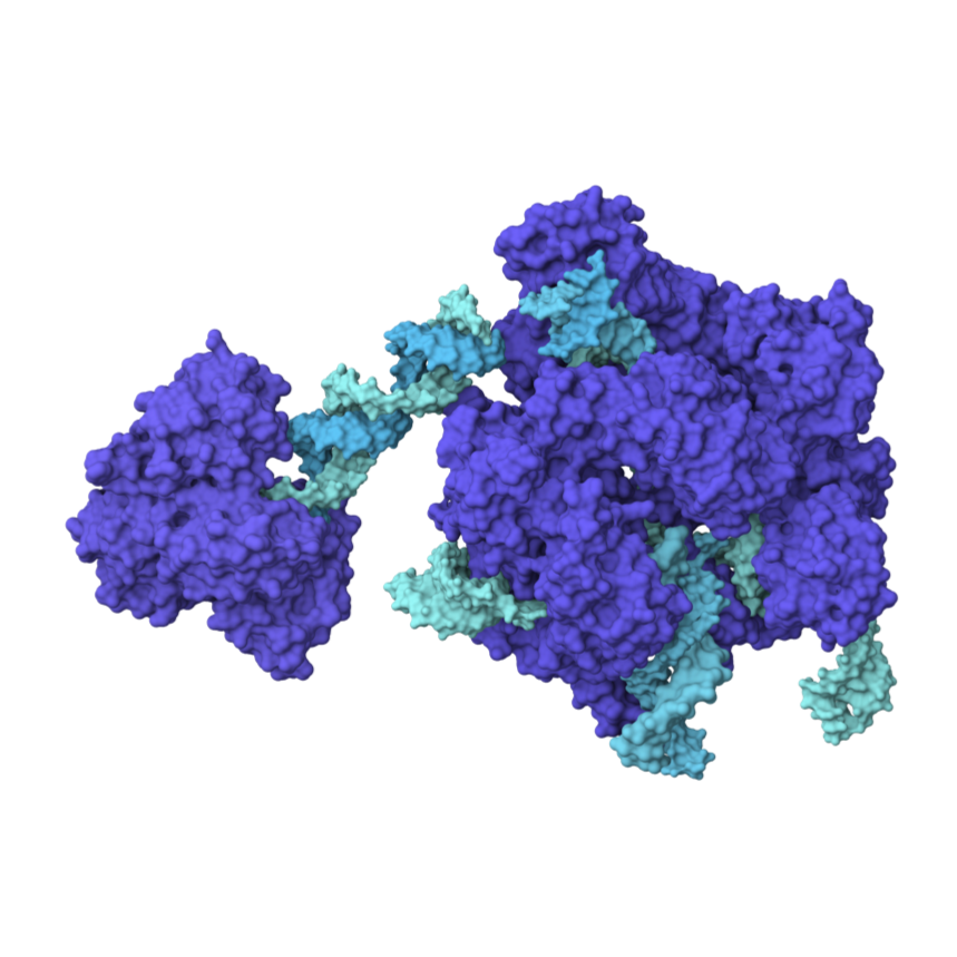 %E2%80%8EmRNA+Product+images.%E2%80%8E009.png