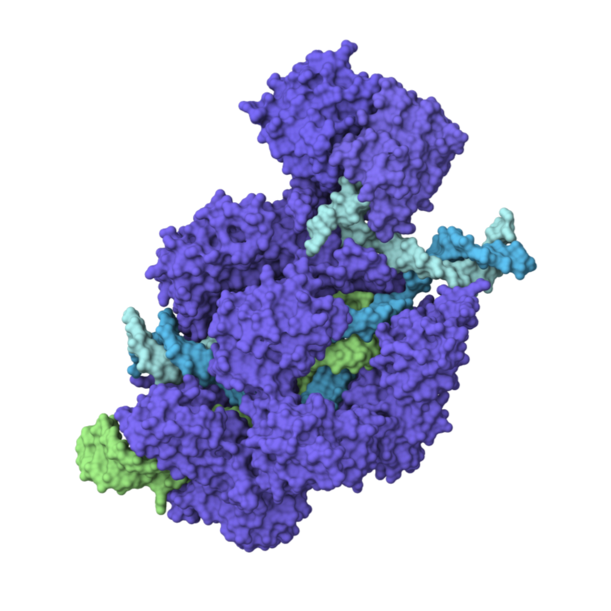 Base Editing mRNA