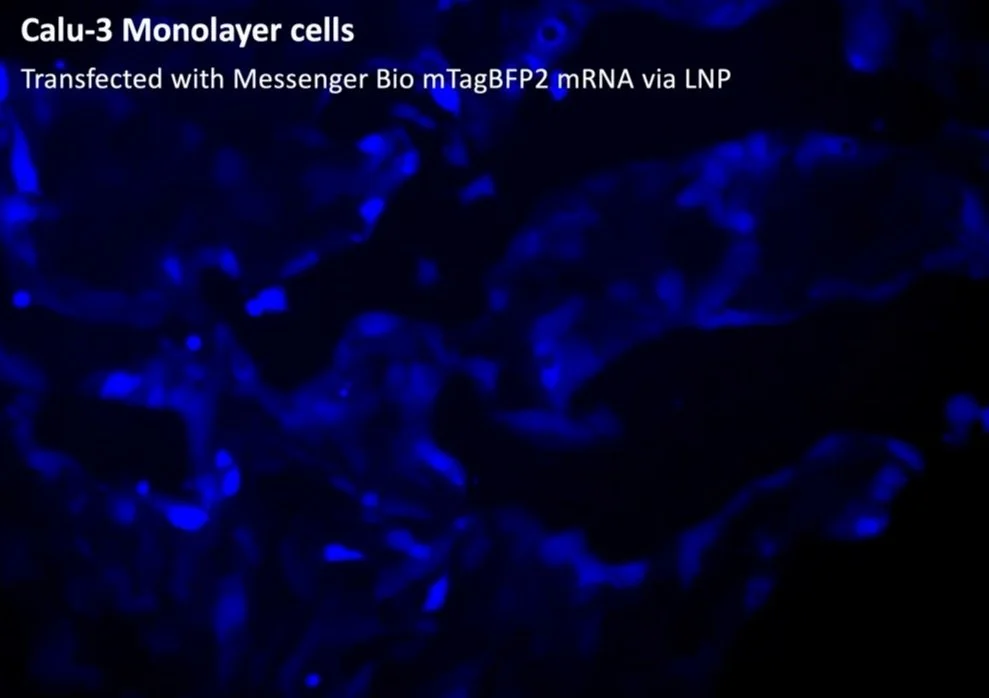 mTagBFP2+mRNA+data+image.jpg