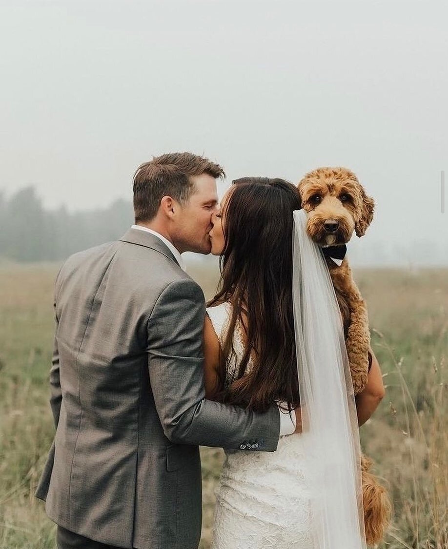 I love when couples include their furry friends in their big day. And that puppy bow tie&hellip; I&rsquo;m obsessed 🥰

As if we all didn&rsquo;t already know that our pets are 100% our family, I&rsquo;d say it&rsquo;s become even more obvious during