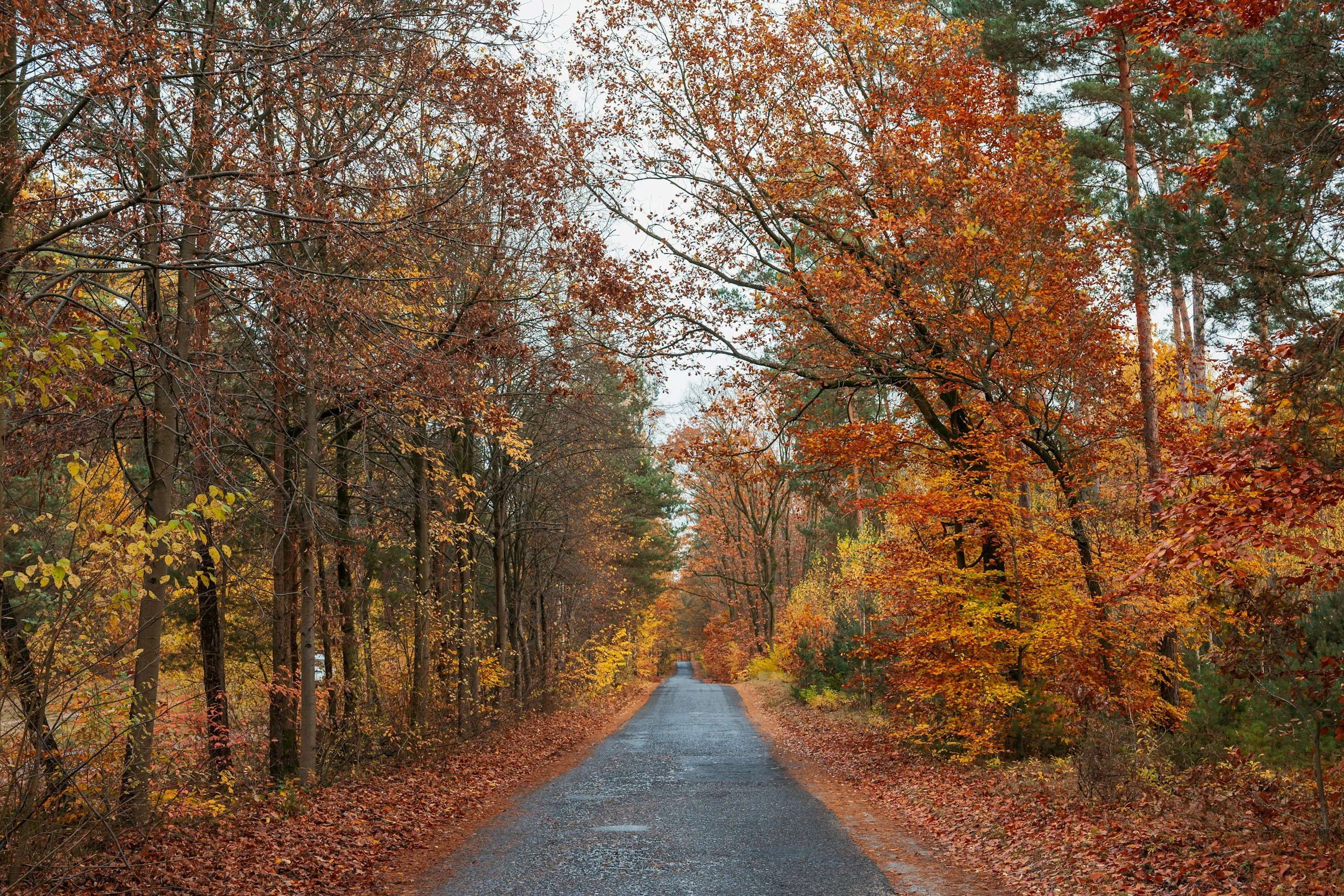 Curb Appeal in Fall: What Buyers See Before They Walk In